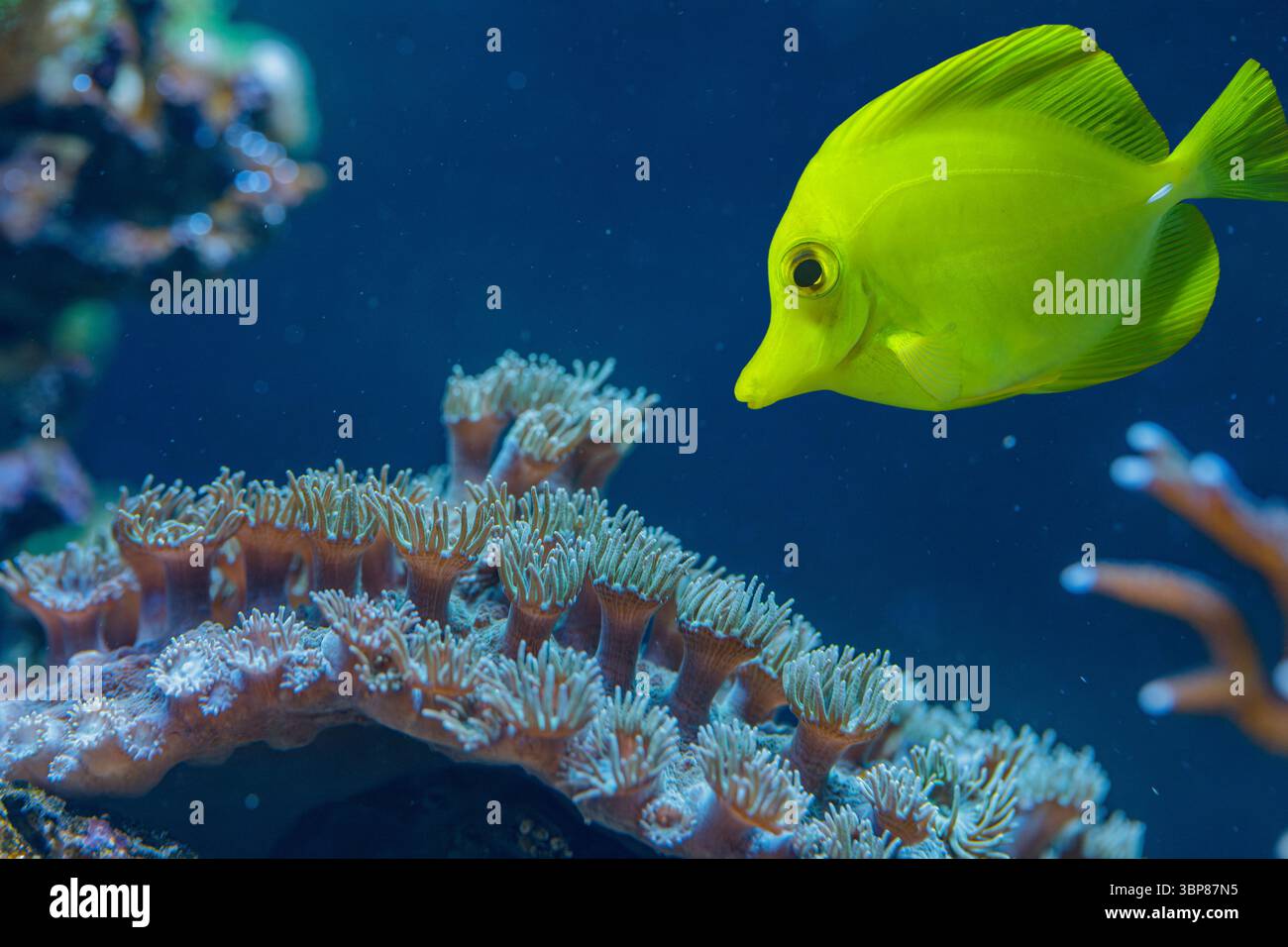 Yellow Tang schwimmt in der Nähe von Sarcophyton Lederkorallen mit ausgedehnten Polypen im Meeresriff-Aquarium Makro Stockfoto