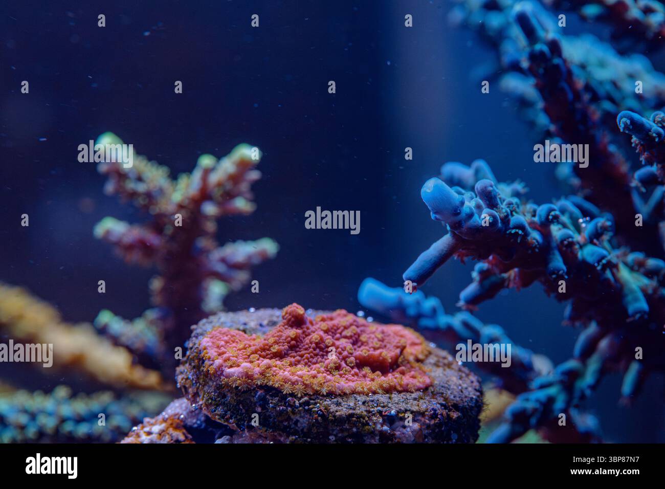 Makrofoto der Montipora SPS-Koralle auf Fragplug mit Polypenstruktur, verkrustete Riffstruktur im Meeresaquarium Stockfoto