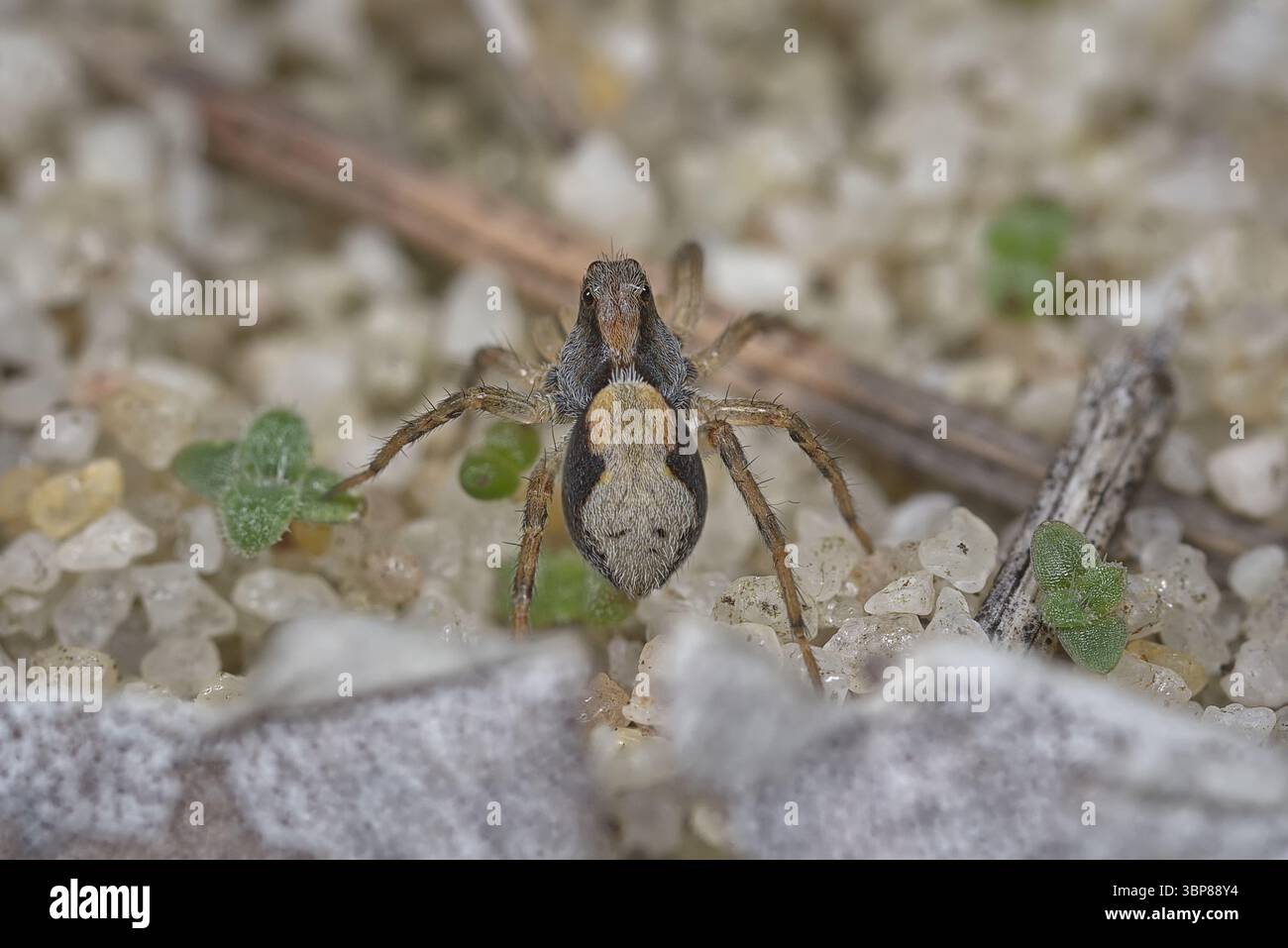 Eine kleine Wolfsspinne (aus der Familie Lycosidae) zwischen den Sandkörnern im Banksia Forest, Western Australia. Stockfoto
