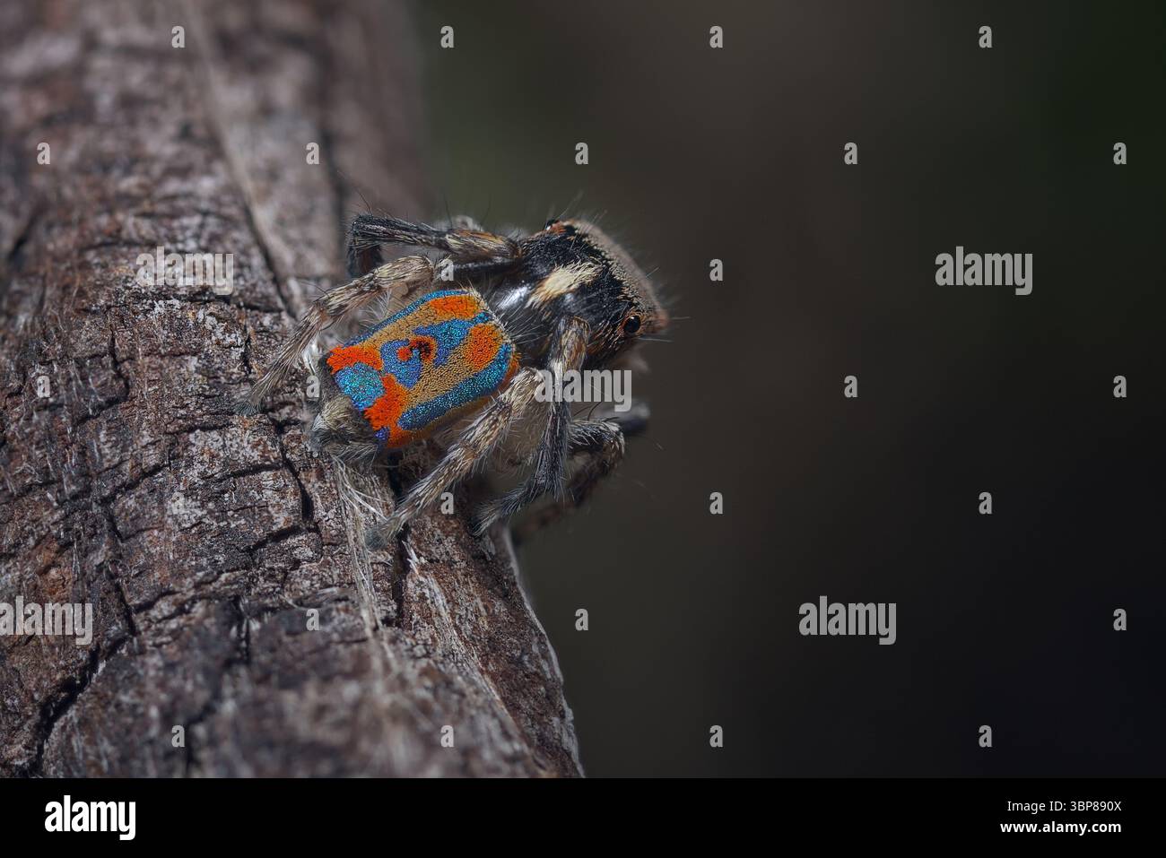 Eine männliche Pfauenspinne (Maratus clupeatus) in seinem letzten Maul, die seine Brutfarben für die Saison 2025 zeigt. Stockfoto