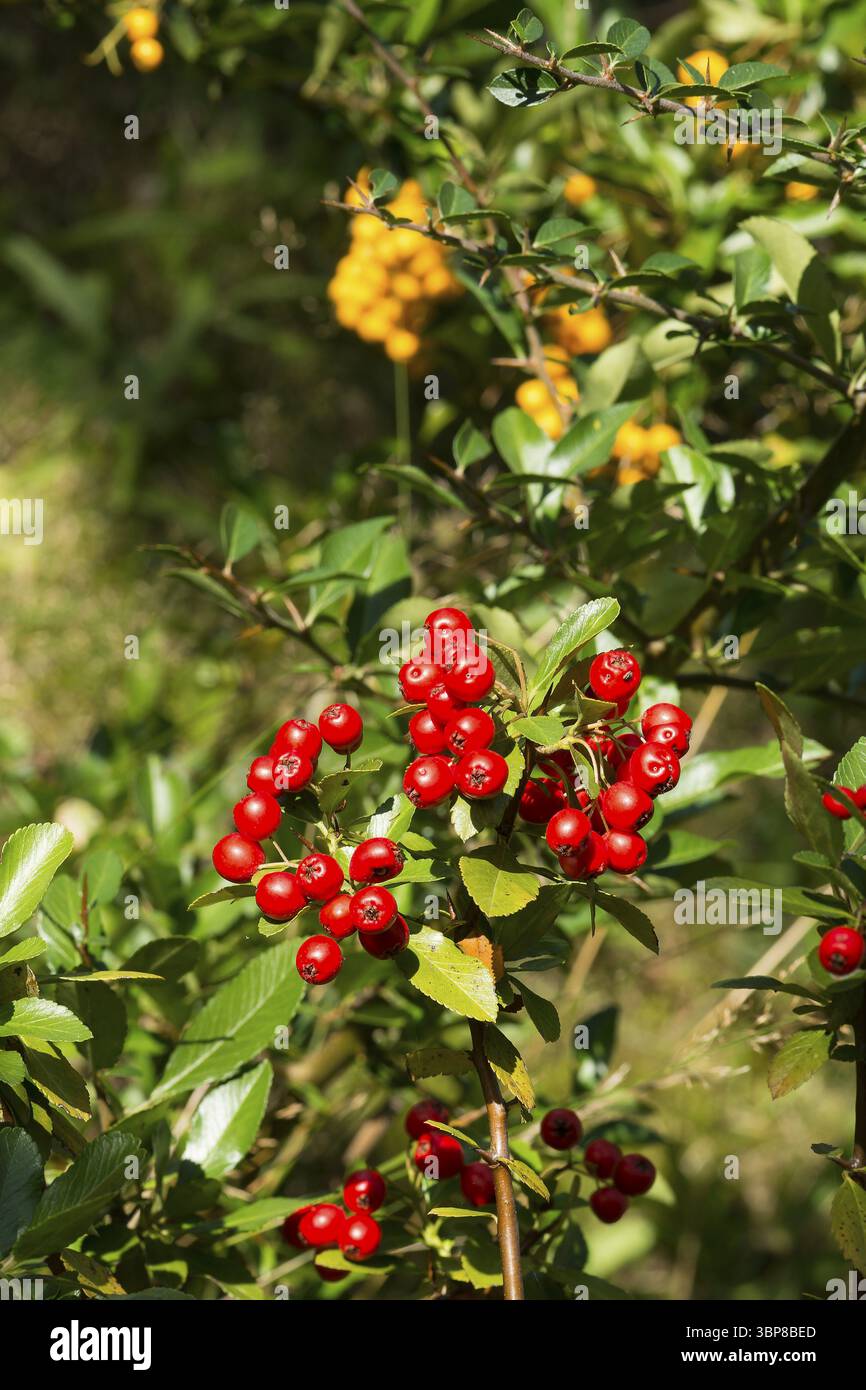 Früchte des scharlachroten feuerdorns (Pyracantha coccinea). Fruechte des Mittelmeer-Feuerdorn (Pyracantha coccinea) Stockfoto