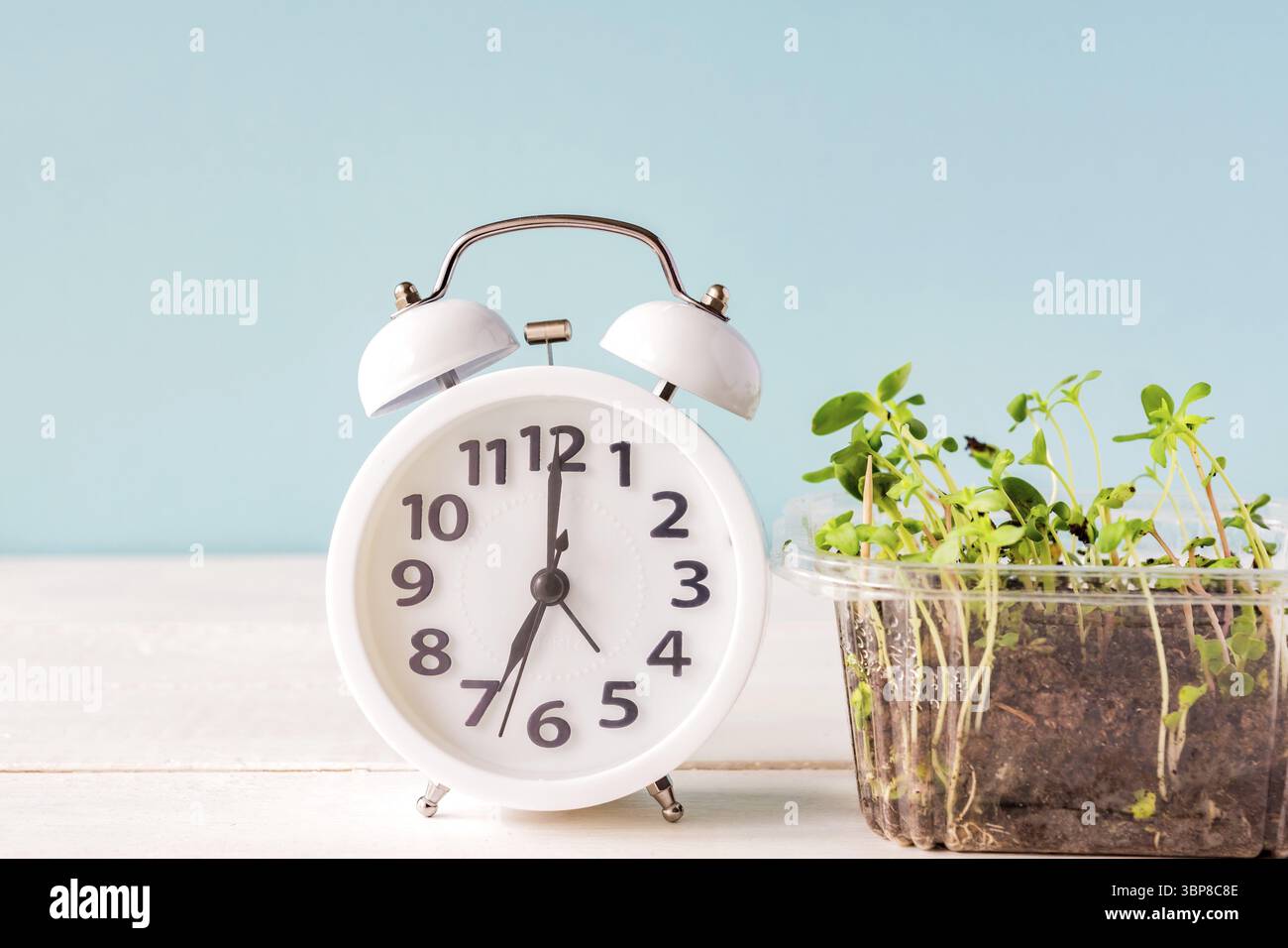 Weißer Wecker nect zu jungen Keimling Sprossen. Neues Leben und Zeit zu wachsen Konzept Stockfoto