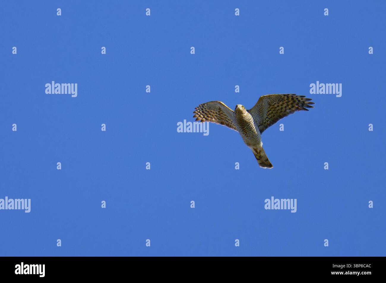 Sperber Weibchen bei der Jagd. Weibliche eurasische spatzenjagd Stockfoto