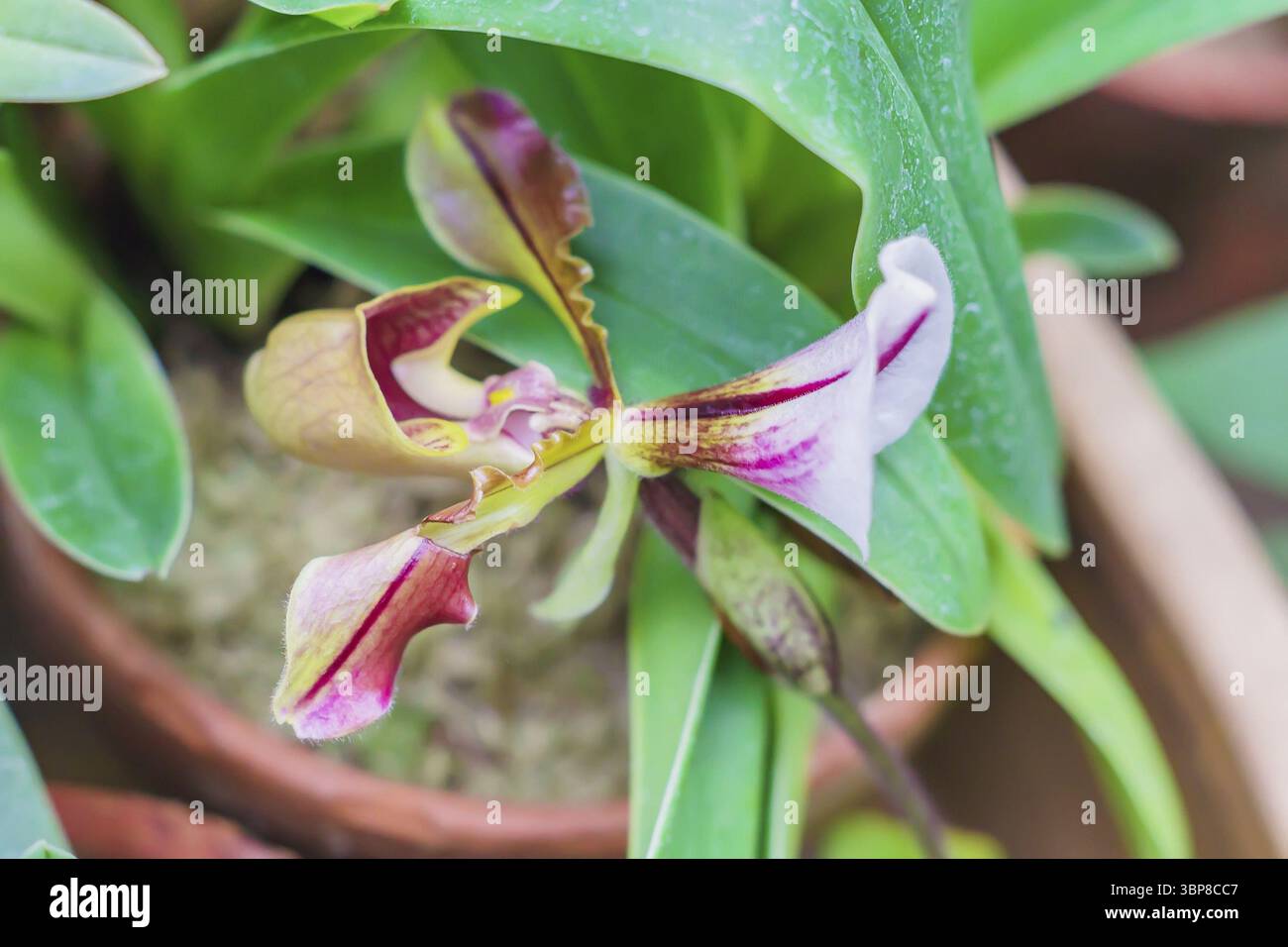 Nahaufnahme der blühenden Orchidee Paphiopedilum im botanischen Garten Stockfoto