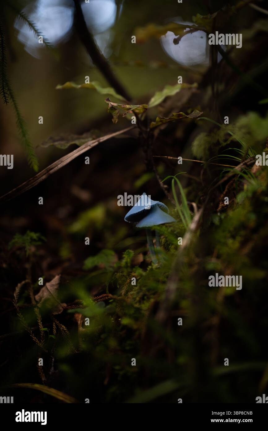 Ein kleiner, leuchtend blauer Pilz wächst zwischen üppig grünem Moos auf einem Waldboden. Der verschwommene Hintergrund verstärkt seine mystische Präsenz und hebt seine hervor Stockfoto