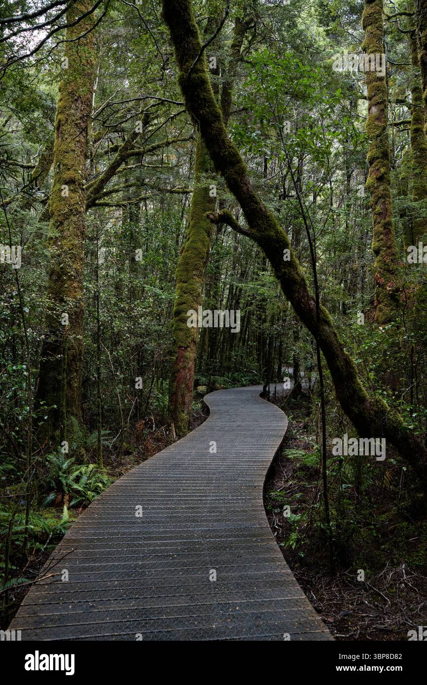 Ein gewundener Holzsteg durchquert einen dichten, moosbedeckten Wald. Hohe Bäume und üppiges Grün schaffen eine ruhige, einladende Atmosphäre Stockfoto
