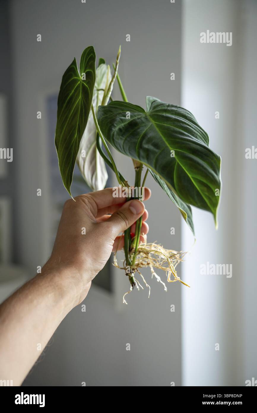Hand haltender Spross von Philodendron prchtigem Schneiden mit Wurzeln.  Pflanzenvermehrung durch Stamm im Wasser Stockfotografie - Alamy