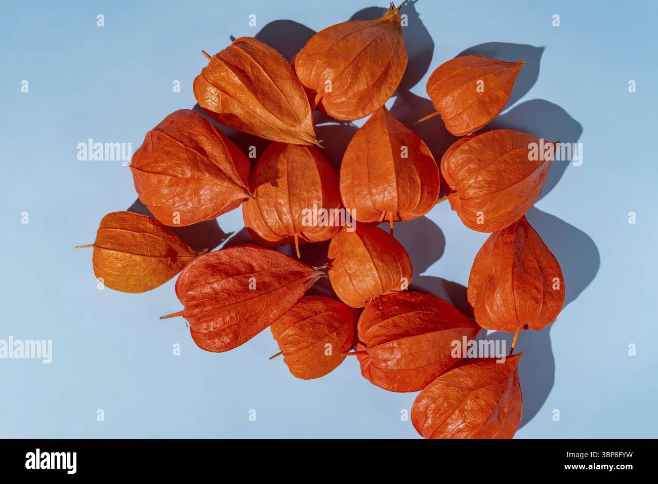 Kap Stachelbeere Physalis Obst Boden Kirsche Bio-Lebensmittel Gemuese auf blauem Hintergrund Stockfoto