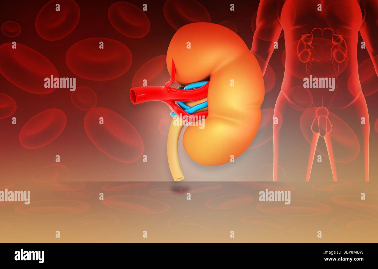 Menschliche Niere unter medizinischem Hintergrund. 3D-Abbildung Stockfoto