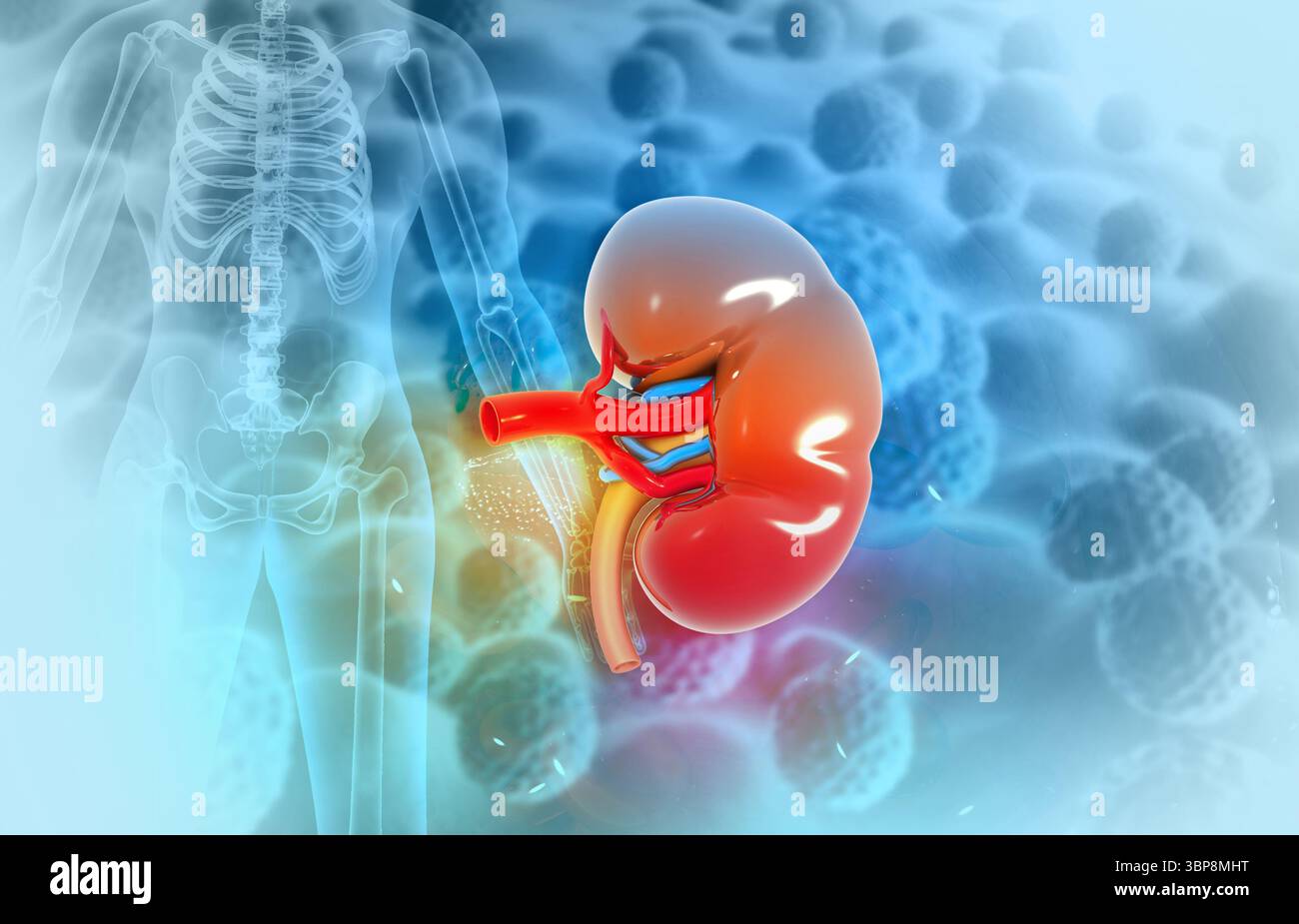 Menschliche Niere unter medizinischem Hintergrund. 3D-Abbildung Stockfoto