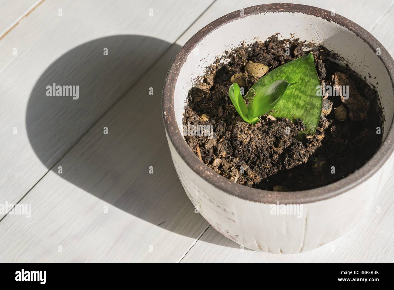 Junge Sprossen von dekorativen Haus Pflanze Sansevieria trifasciata hahnii in einem Topf auf Holzhintergrund. Schlangenpflanze. Gartenarbeit im Haushalt Stockfoto