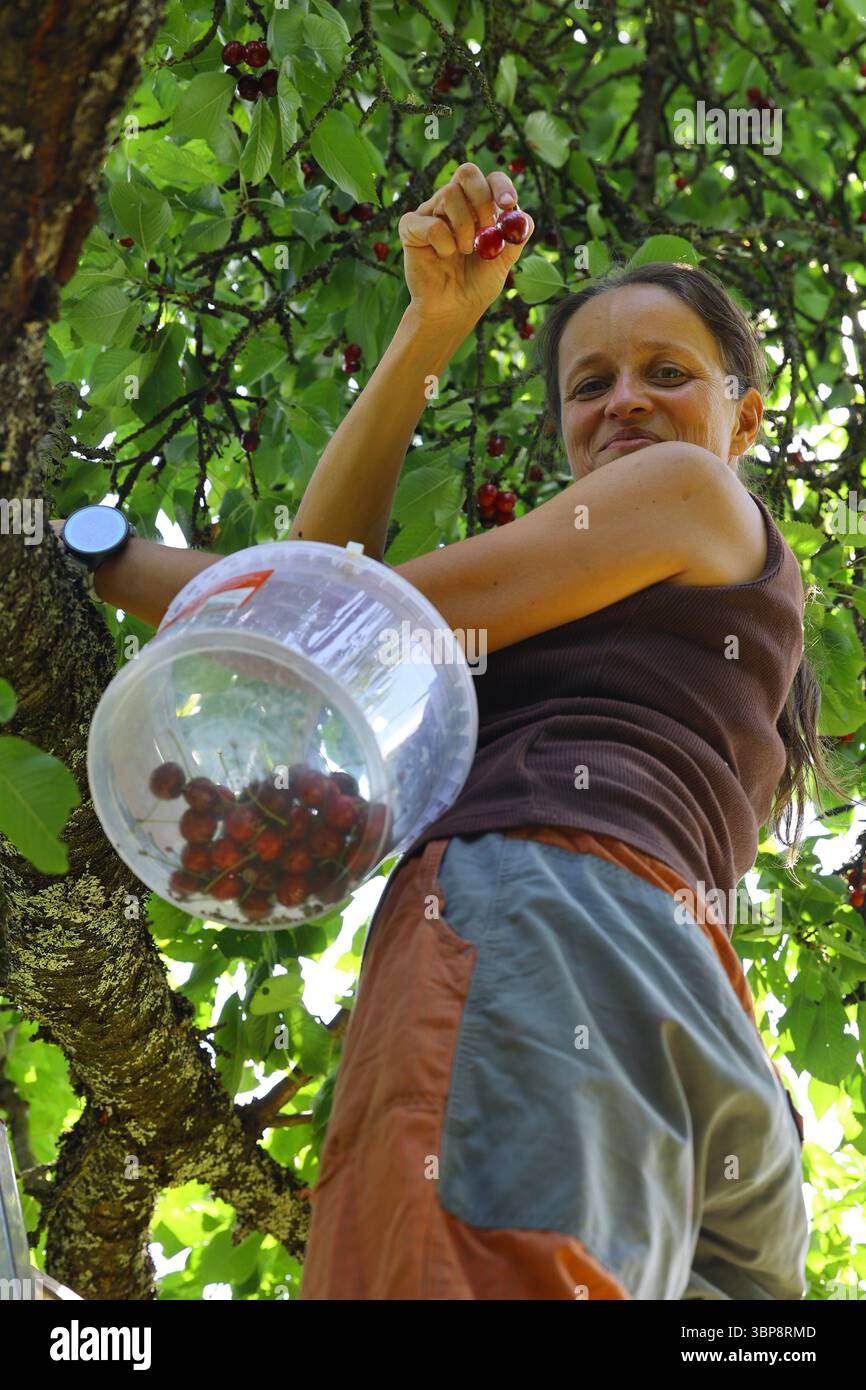 Fröhliche Frau, die im Sommer reife Kirschen von einem Baum pflückt Stockfoto