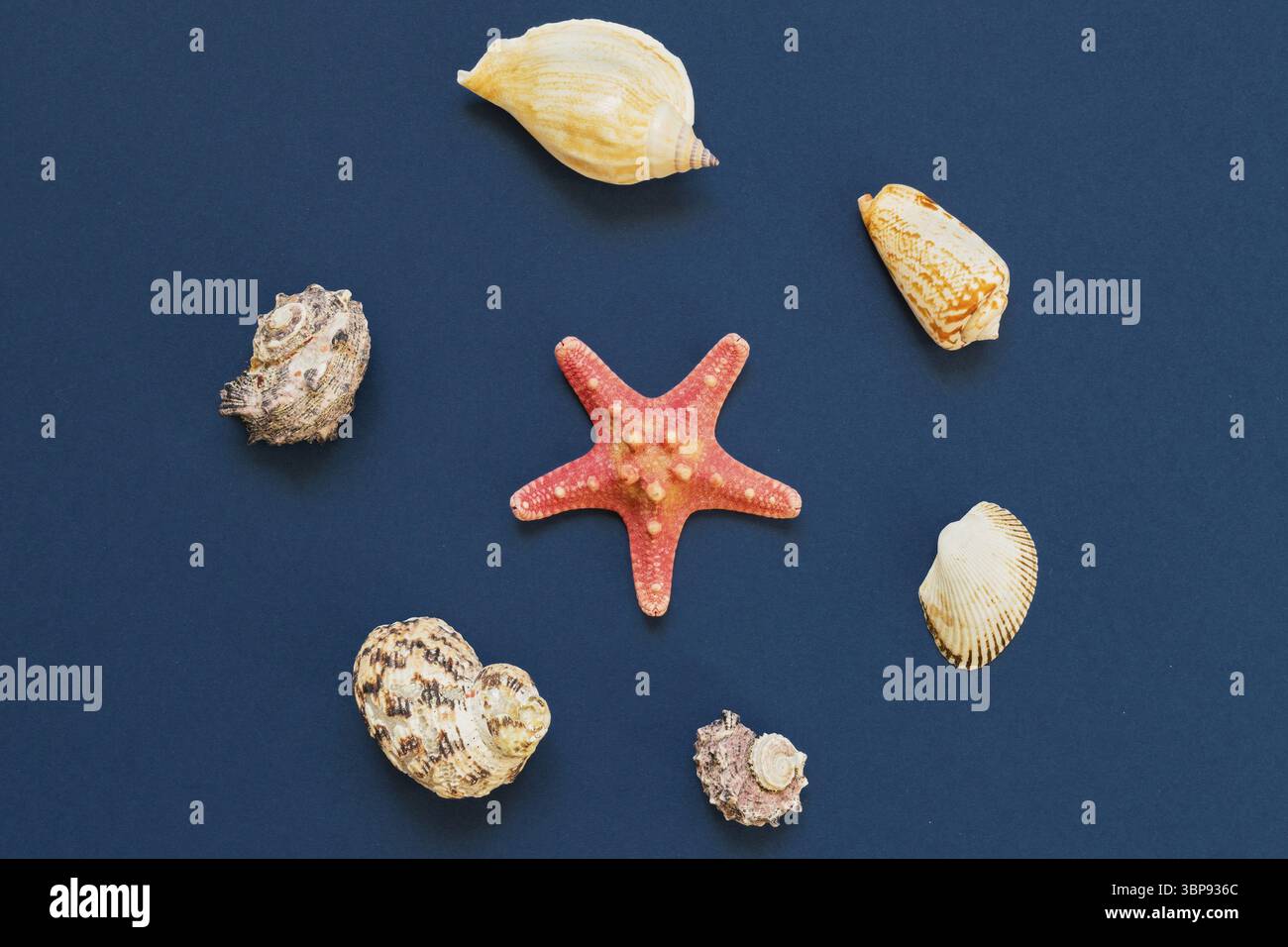 Blick von oben auf Muscheln und Seesterne auf marineblauem Hintergrund. Sommerurlaub und Urlaubskonzept Stockfoto