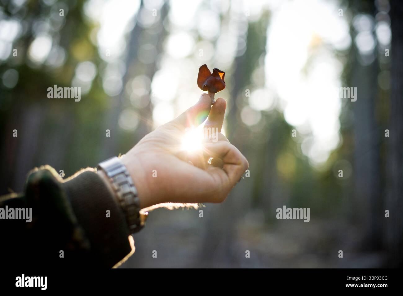 Ein junger Mann hält einen Gymnopilus ventricosus Pilz in einem Wald. Stockfoto