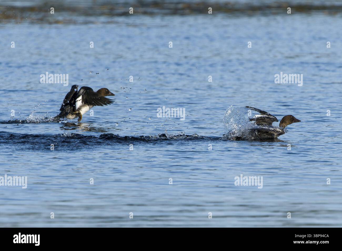 Juveniles Goldaugenspiel (Bucephala clangula). Juvenile Schellenten (Bucephala clangula) beim spielen Stockfoto