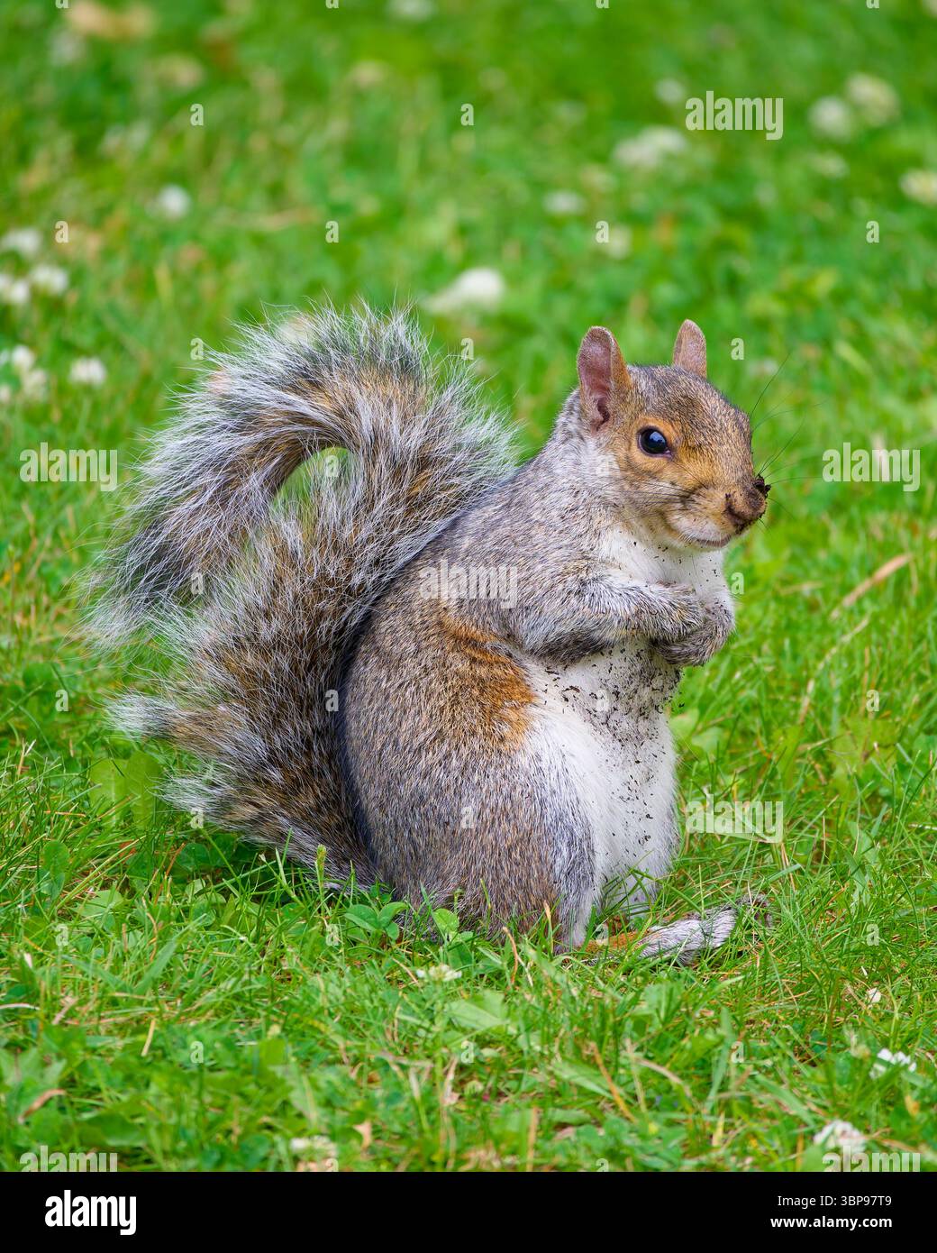 Graues Eichhörnchen in einem Park in Montreal, Quebec, Kanada. Stockfoto