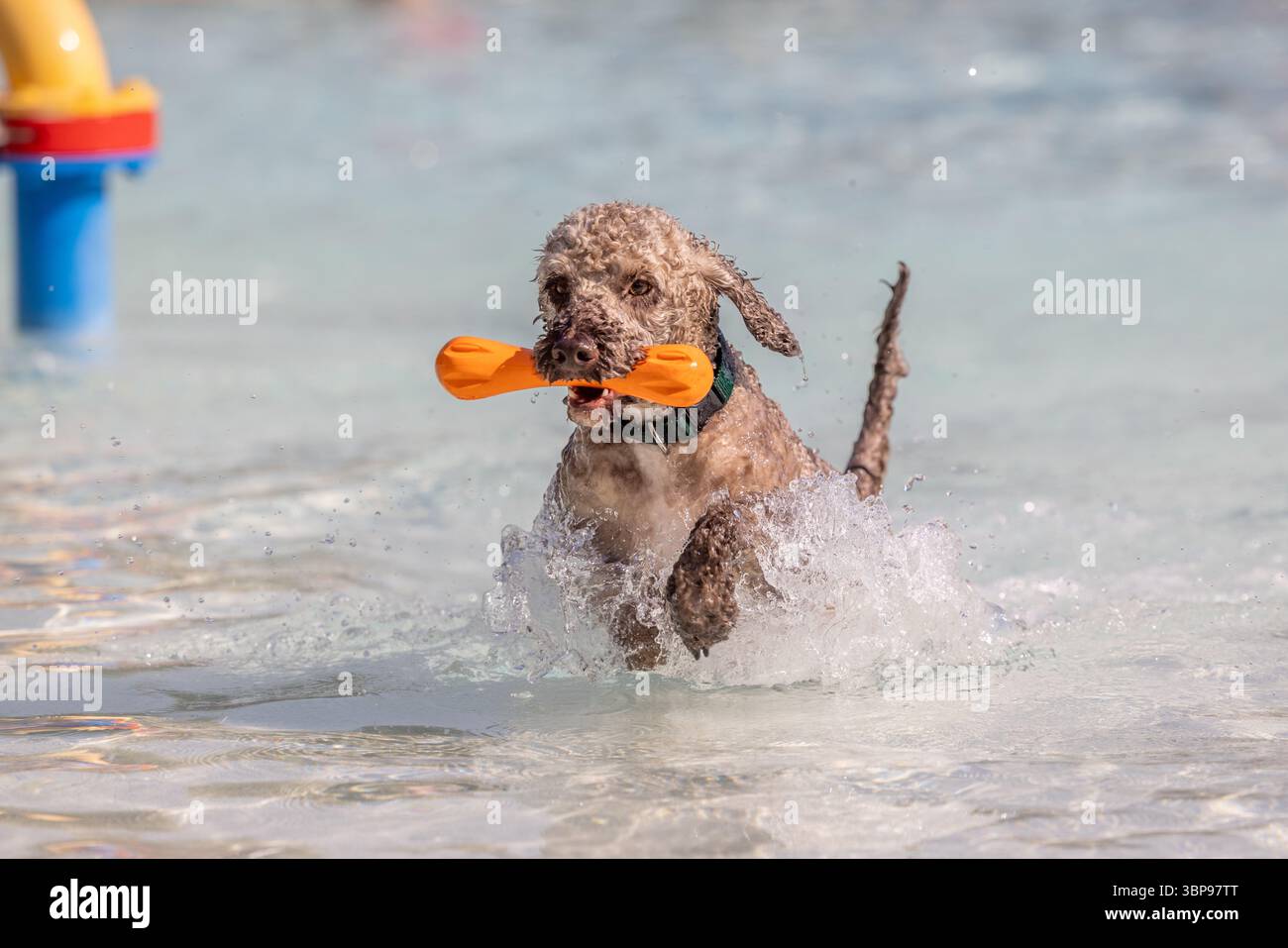 Nasser, lockiger Hund, der durch Wasser springt und das orangefarbene Spielzeug im Mund hält Stockfoto