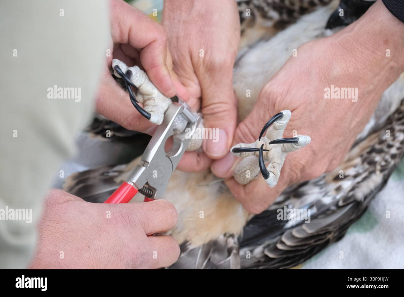 Hartenstein, Deutschland. Juli 2025. Ornithologen aus dem Bezirk Zwickau halten die Fänge eines jungen Fischadels und befestigen Ringe an ihnen. Am Montag (07.07.2025) wurden drei Jungvögel der geschützten Art mit Ringen versehen, um ihr zukünftiges Leben zu dokumentieren. Quelle: Sebastian Willnow/dpa/Alamy Live News Stockfoto