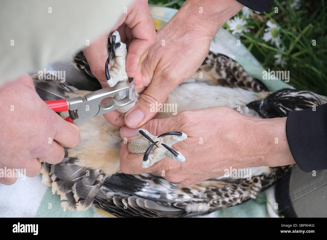 Hartenstein, Deutschland. Juli 2025. Ornithologen aus dem Bezirk Zwickau halten die Füße eines jungen Fischadels und befestigen Ringe an ihnen. Am Montag (07.07.2025) wurden drei Jungvögel der geschützten Art mit Ringen versehen, um ihr zukünftiges Leben zu dokumentieren. Quelle: Sebastian Willnow/dpa/Alamy Live News Stockfoto