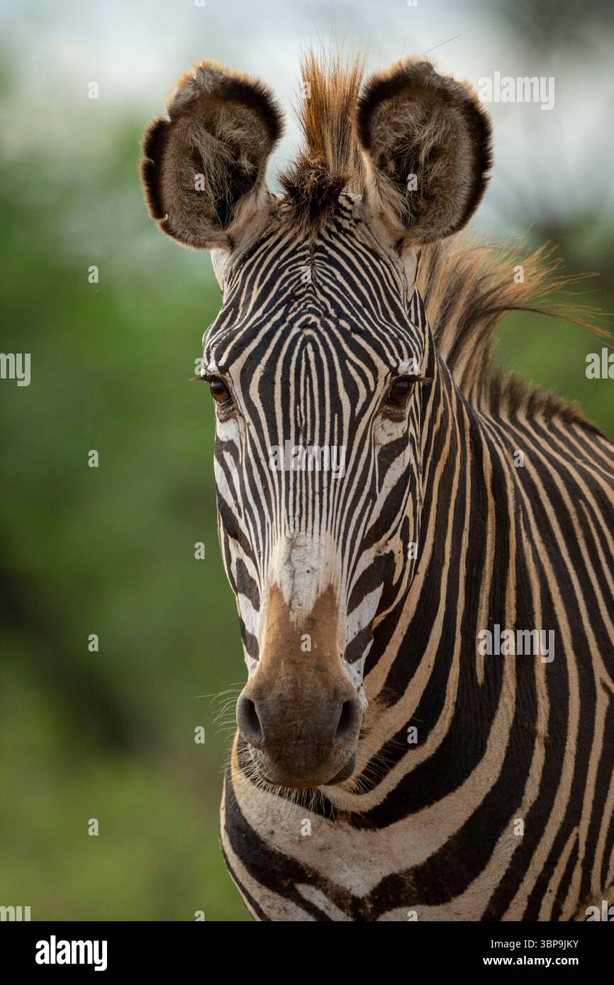 Nahaufnahme eines Flachzebras mit markanten schwarz-weißen Streifen auf natürlichem Hintergrund. Laikipia, Kenia Stockfoto