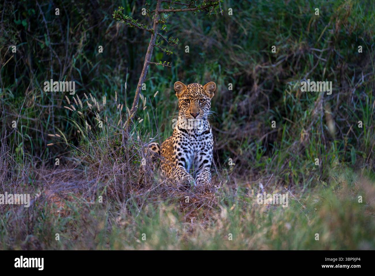 Ein Leopard sitzt wachsam inmitten von hohem Gras in einer üppigen, grünen Natur. Laikipia, Kenia Stockfoto