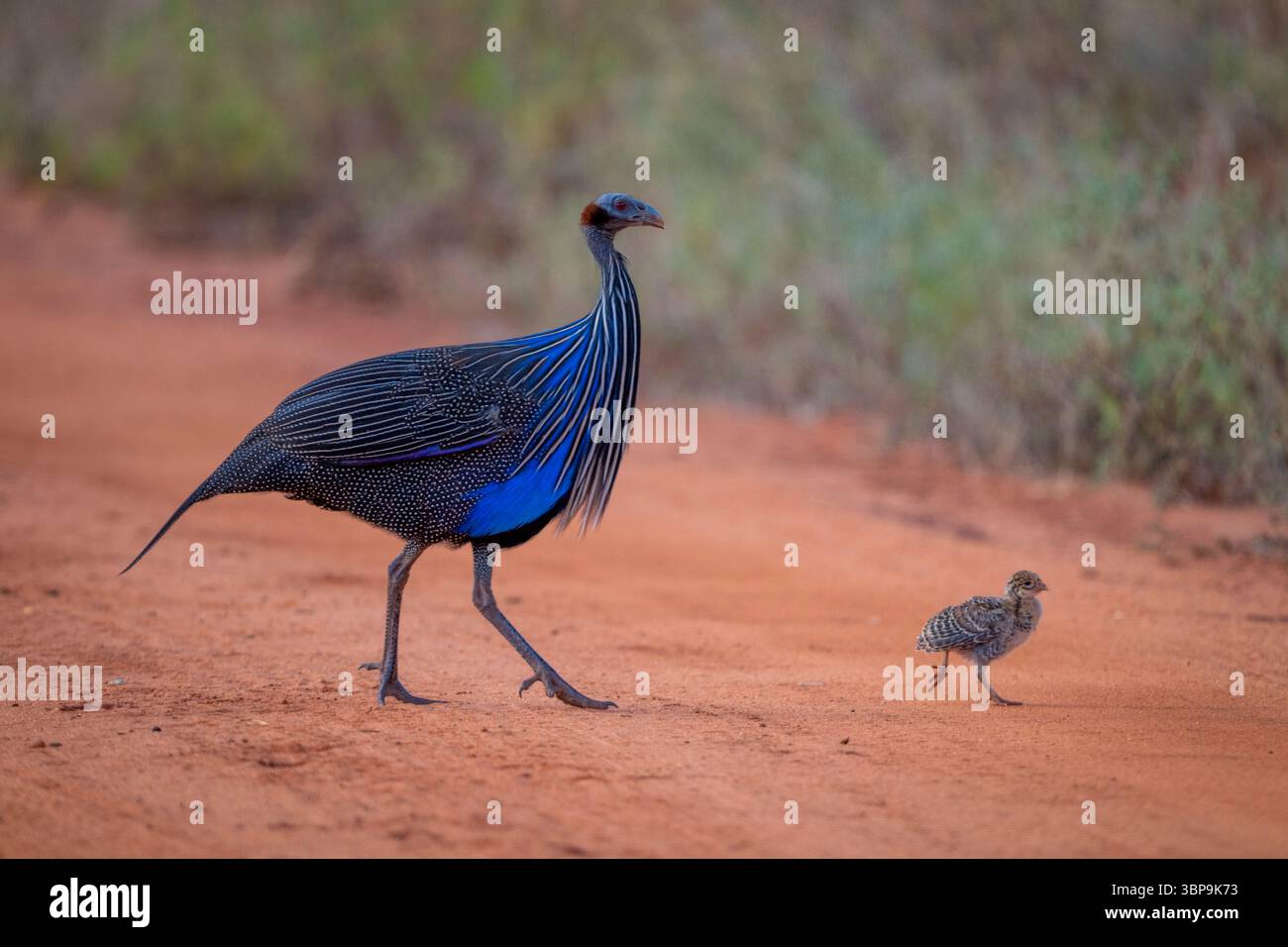 Ein vulturiner Guineafeul mit leuchtend blauen Federn läuft neben einer kleinen Küken auf einem unbefestigten Weg. Taita-Taveta, Kenia Stockfoto