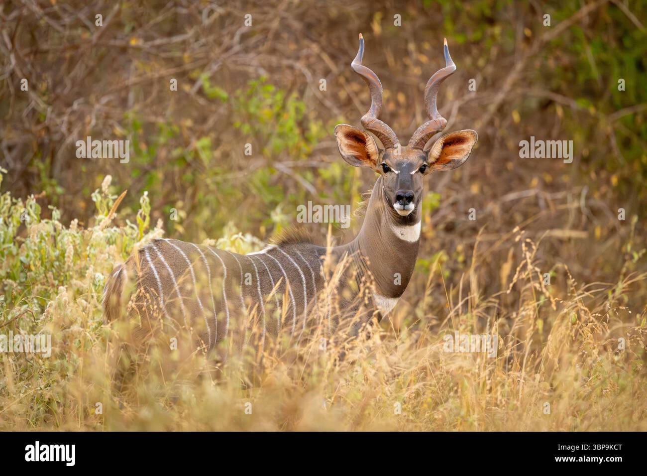 Ein majestätischer männlicher kleiner Kudu steht inmitten von hohem Gras in einer üppigen, natürlichen Umgebung. Taita-Taveta, Kenia Stockfoto