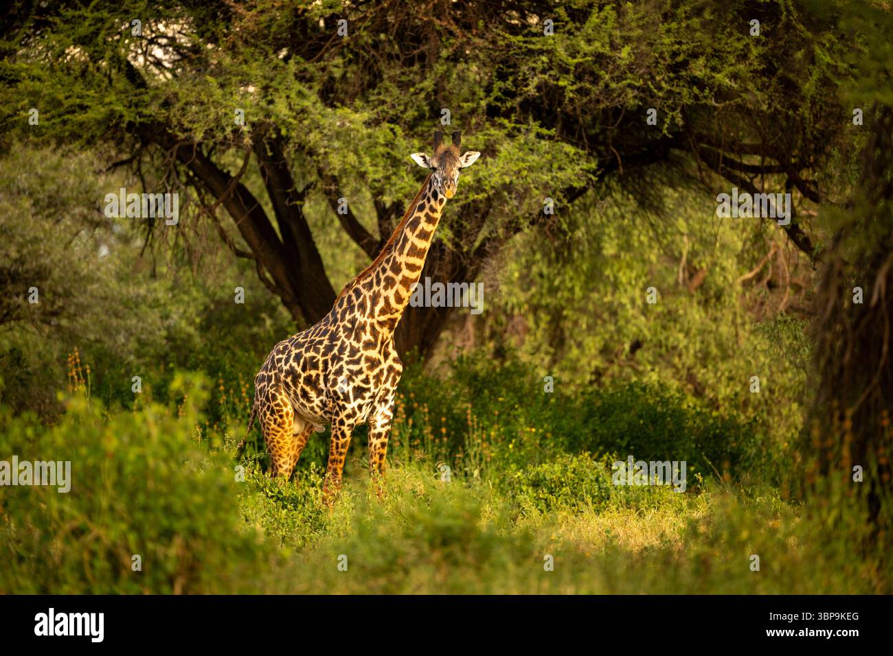 Eine männliche Masai-Giraffe in einem üppigen, grünen Waldgebiet, umgeben von lebhaftem Laub und Bäumen. Taita-Taveta Kenia Stockfoto