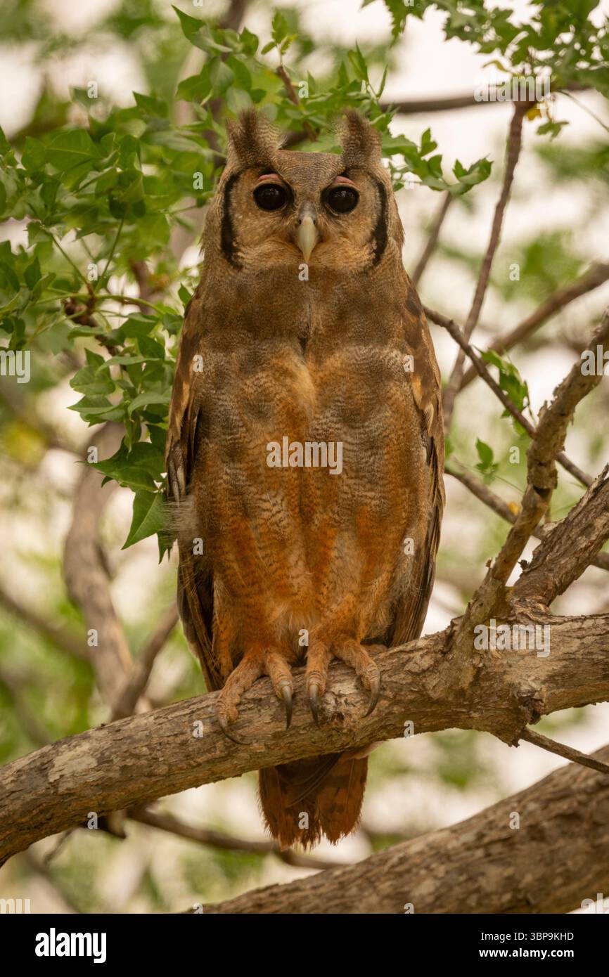 Brauner Verreaux-Uhu auf einem Ast, umgeben von grünen Blättern. Taita-Taveta Kenia Stockfoto