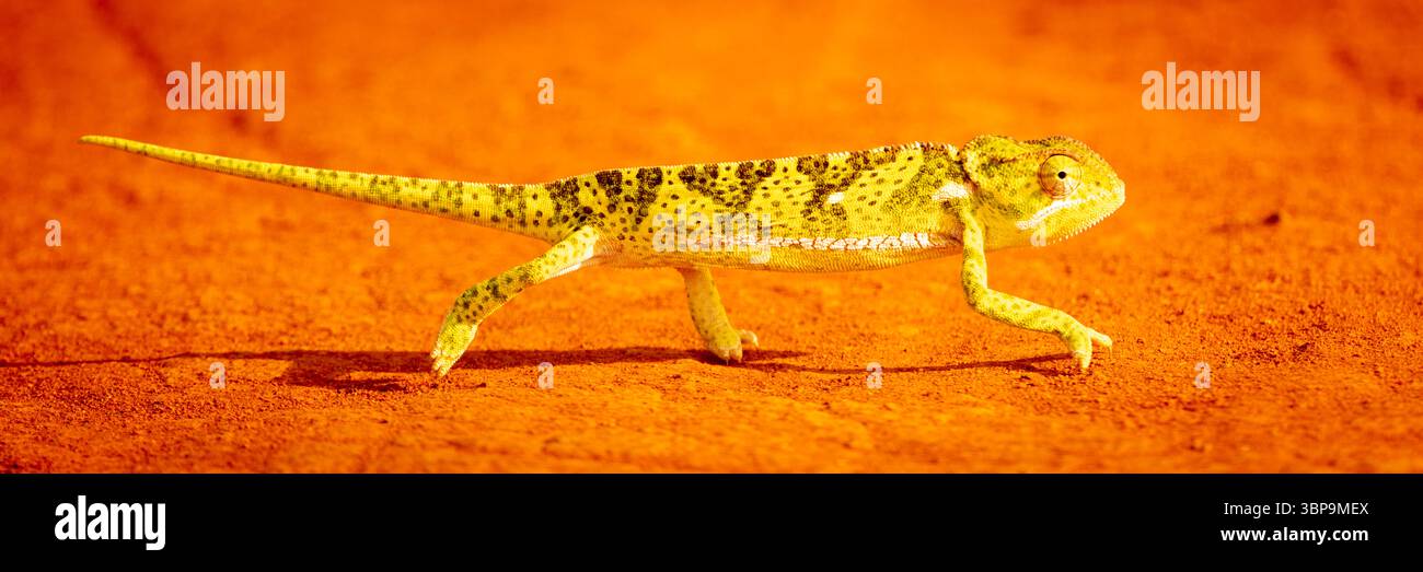Chamäleon mit Flaschenhals, der auf leuchtender roter Erde mit einem auffälligen gelben und grünen Muster läuft. Taita-Taveta, Kenia Stockfoto