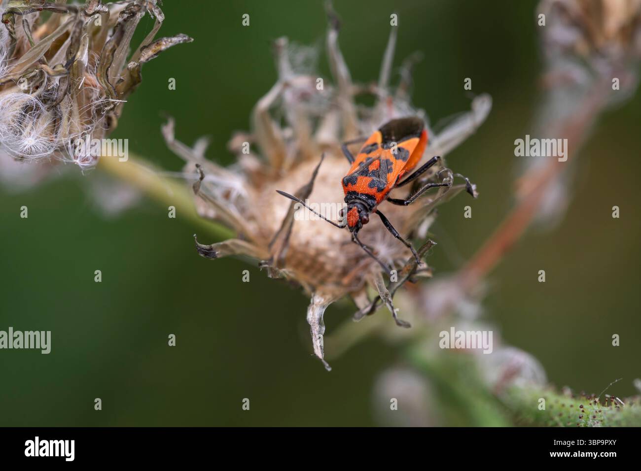 Bunte Käfer, die auf einem grünen Stiel sitzen, mit einem trockenen Blumenkopf im Hintergrund, fotografiert auf einer Sommerwiese mit geringer Tiefe des Feldes Stockfoto