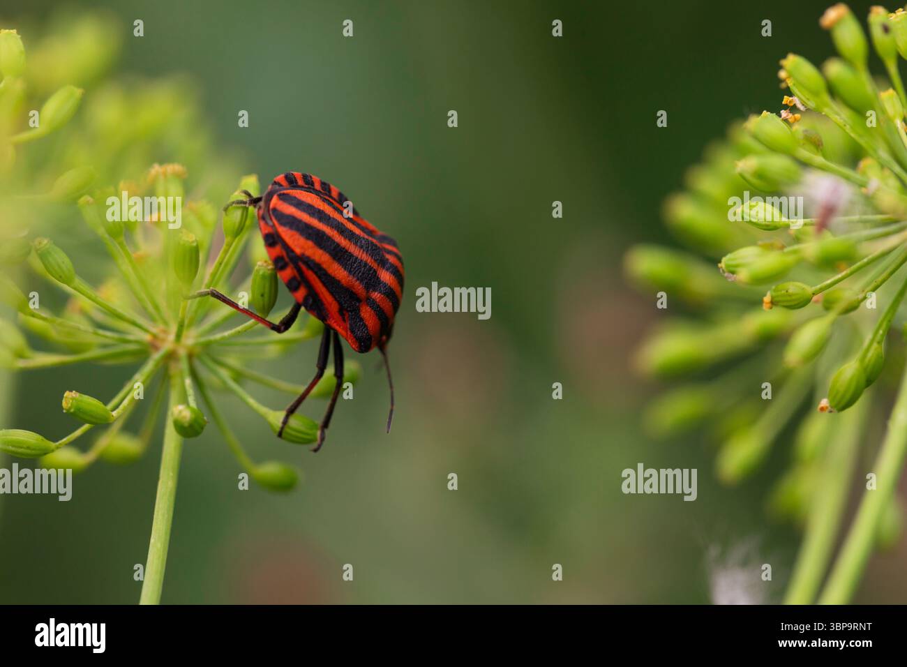 Nahaufnahme von Rotem und schwarzem Schild Bug auf krautiger grüner Pflanze – Wild Macro Inseect Photo Stockfoto