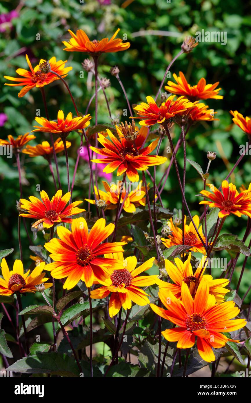 Nahaufnahme der Blüten von Heliopsis, var. Funkelnder Kontrast in voller Blüte Stockfoto