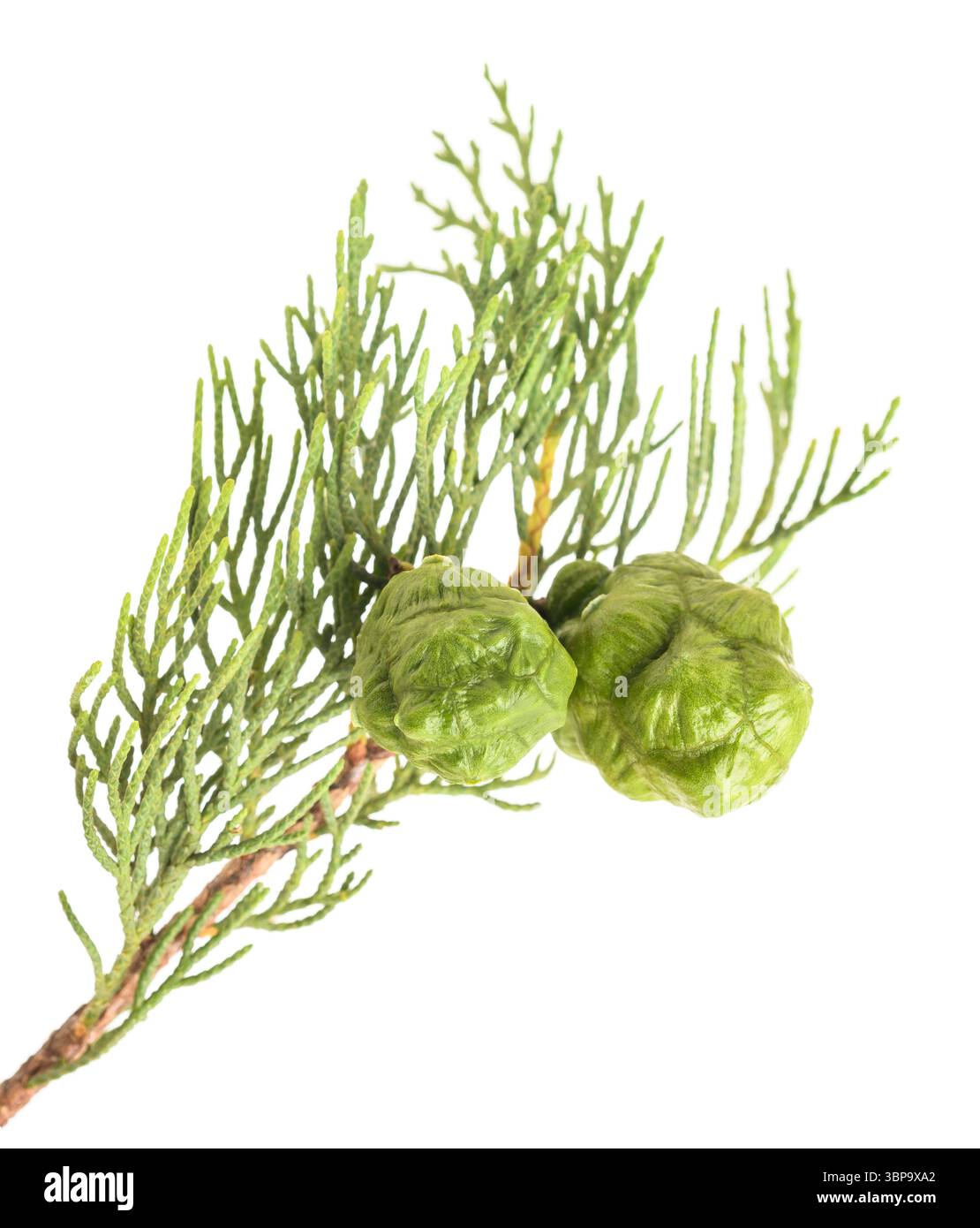 Zypressenzweig mit Kegeln isoliert auf weiß Stockfoto