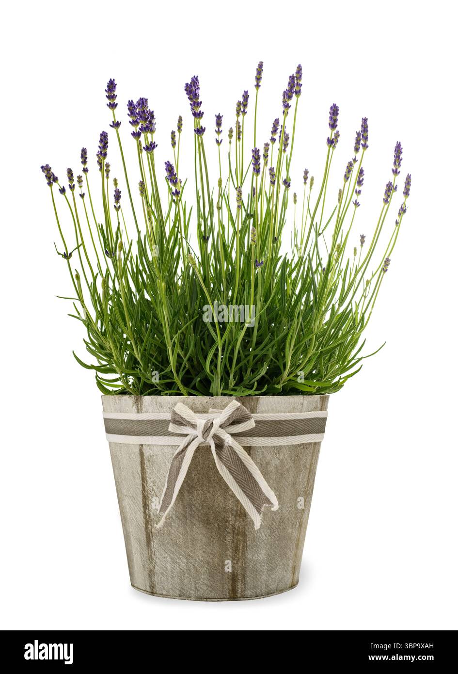 Lavenders Blumenstrauß in Vase isoliert auf weißem Hintergrund Stockfoto