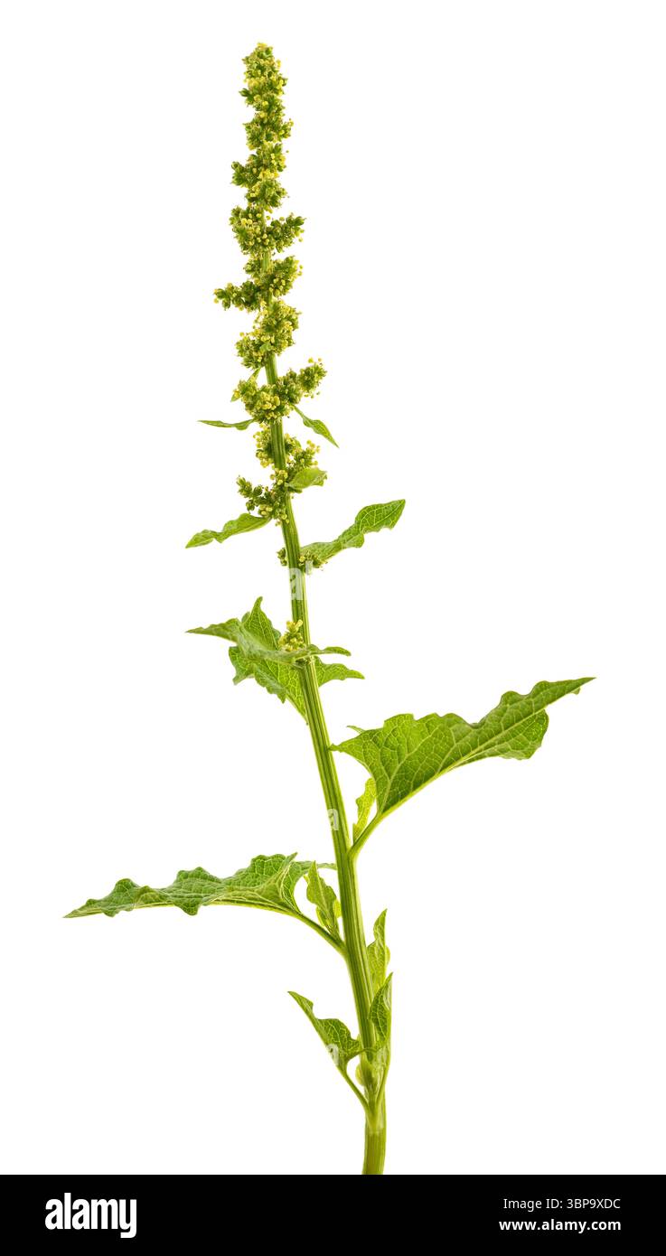 Guter König Henry isoliert auf weiß Stockfoto