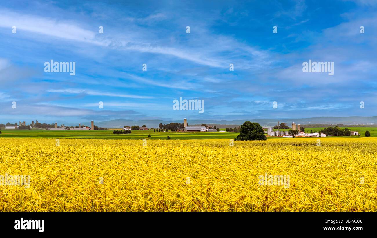 Farmland Landscape Stockfoto