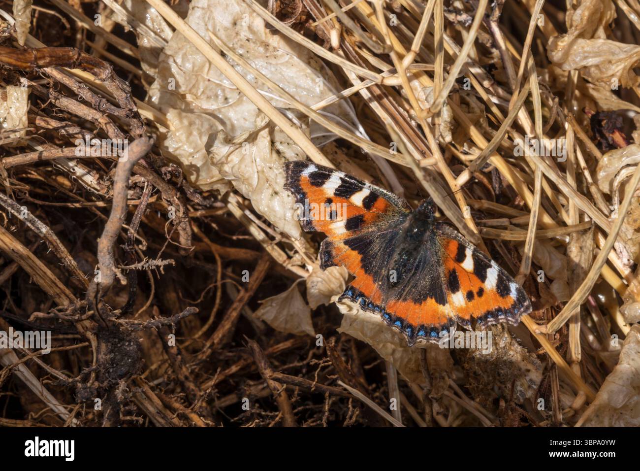 Ein kleiner Schildpatt-Schmetterling, Aglais urticae, in einem Garten in Norfolk. Stockfoto