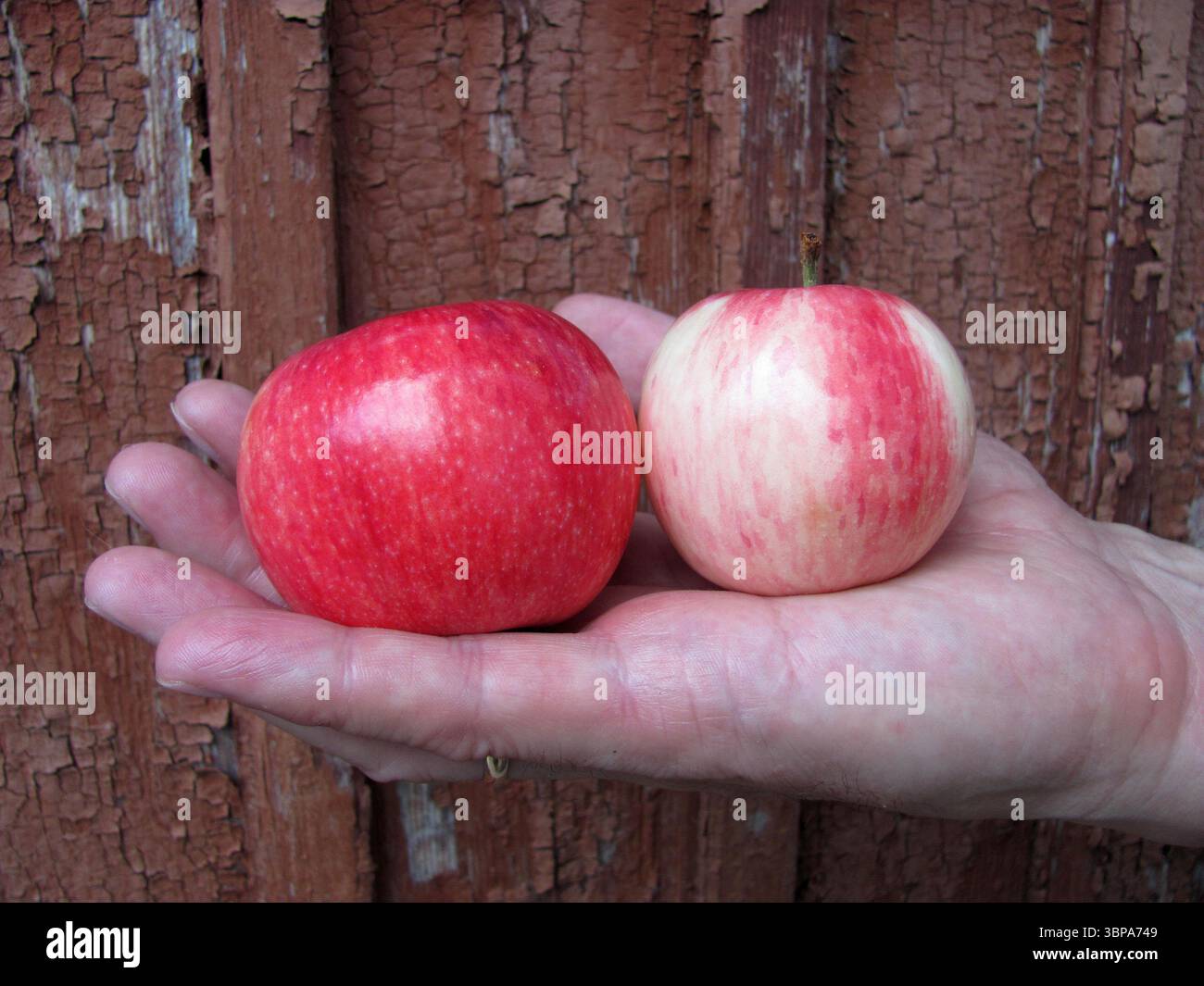 Rote reife Äpfel in männlicher Hand Nahaufnahme. Obst. Sommer, Ernte. Das Konzept der natürlichen gesunden Ernährung. Kopierbereich Stockfoto