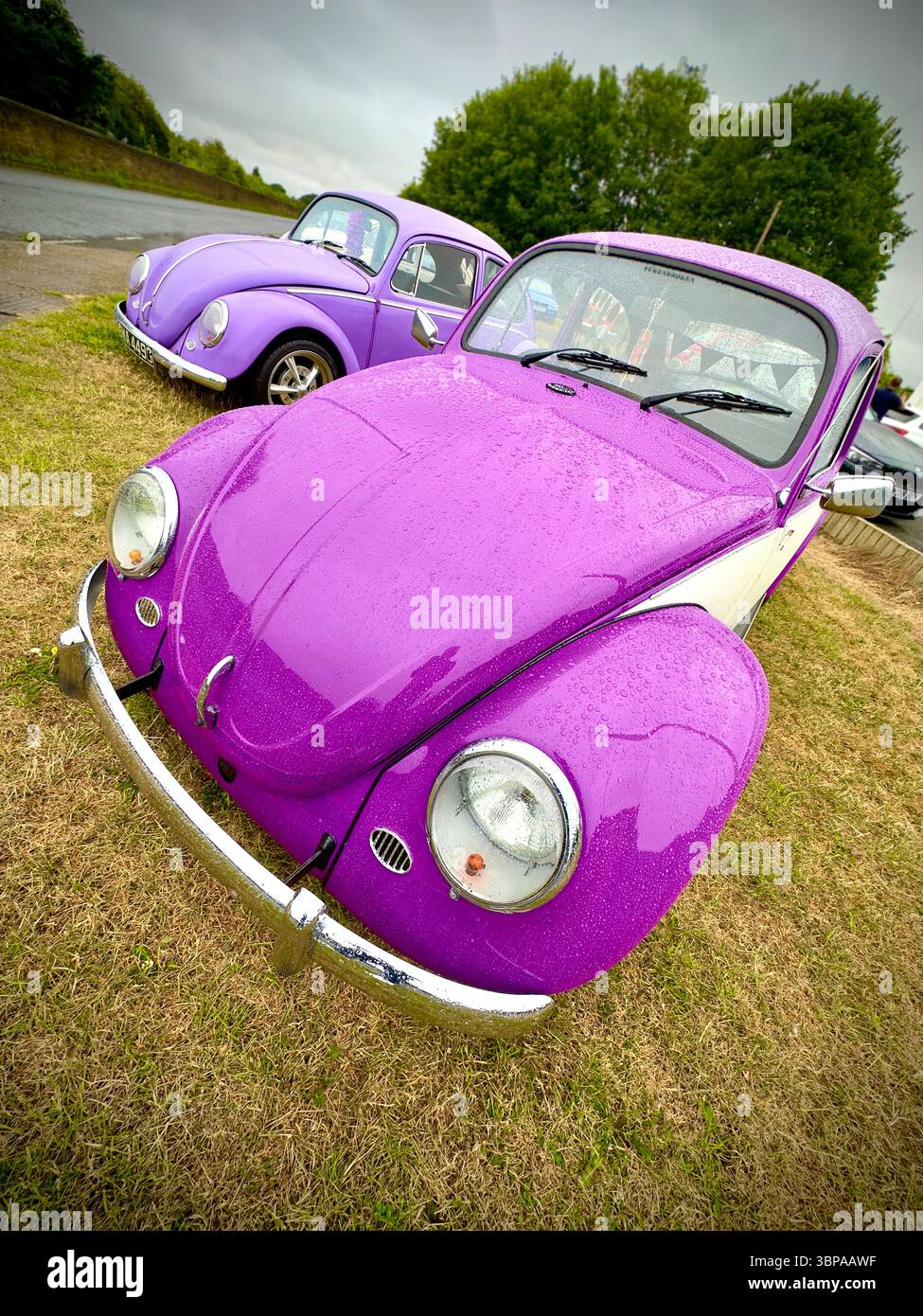 Zwei Vintage-violette Volkswagen-Käfer parkten an einem bewölkten Tag auf Gras mit Bäumen im Hintergrund Stockfoto