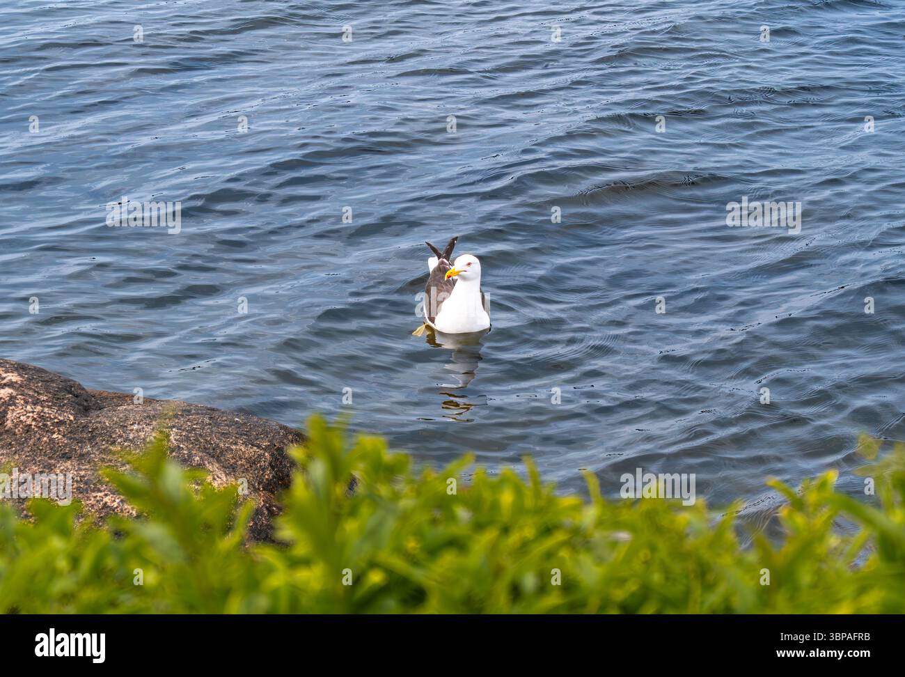 Eine Möwe, die auf ruhigem Wasser schwimmt, umgeben von Grün. Der Vogel hat einen weißen Körper mit grauen Flügeln und einem gelben Schnabel, während das Wasser den bl reflektiert Stockfoto