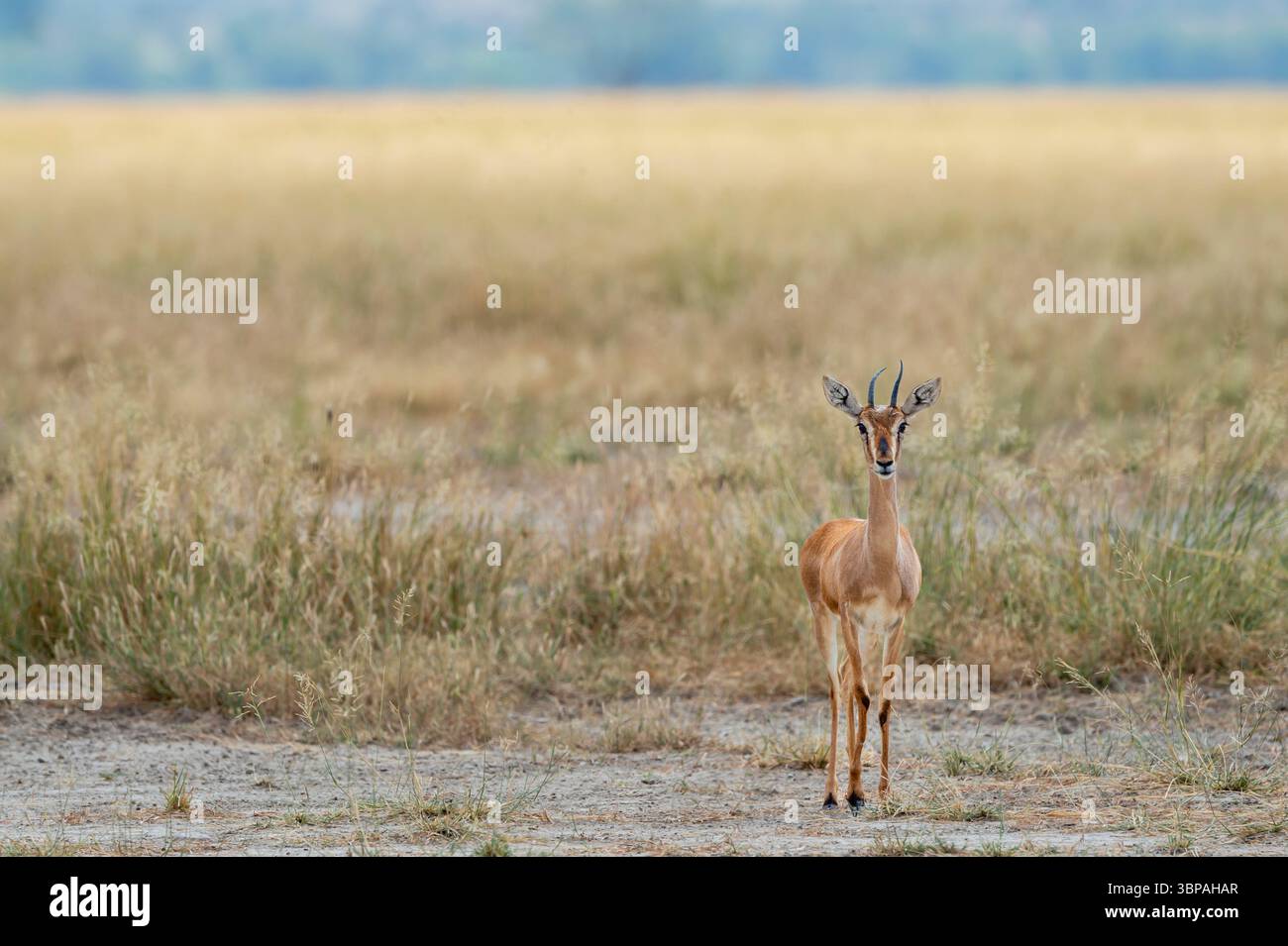 Chinkara oder Indische Gazelle oder Gazella bennettii eine Antilopennahaufnahme oder Porträt mit Augenkontakt in Safari natürlichen grünen Hintergrund ranthambore indien Stockfoto