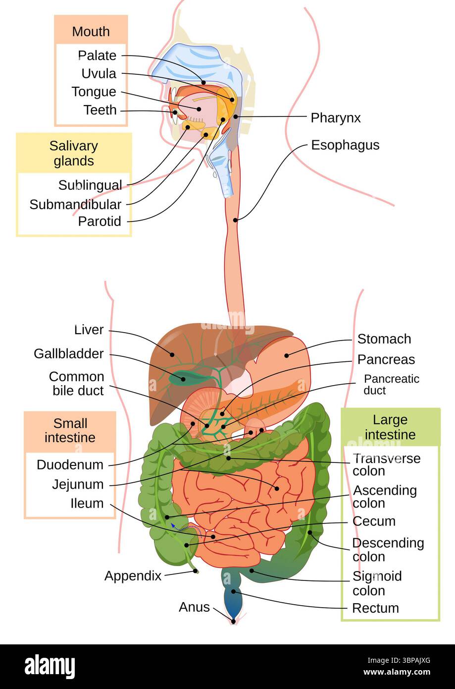 Diagramm des menschlichen Gastrointestinaltrakts (Verdauungstrakt), auch bekannt als Verdauungskanal oder Darm. Dieses Organsystem nimmt Nahrung auf, verdaut sie, um Nährstoffe und Energie zu gewinnen, und vertreibt den Restmüll. Die beschriftete Abbildung zeigt die wichtigsten Komponenten vom Mund und Ösophagus bis hin zu Magen, Darm und Anus. Stockfoto