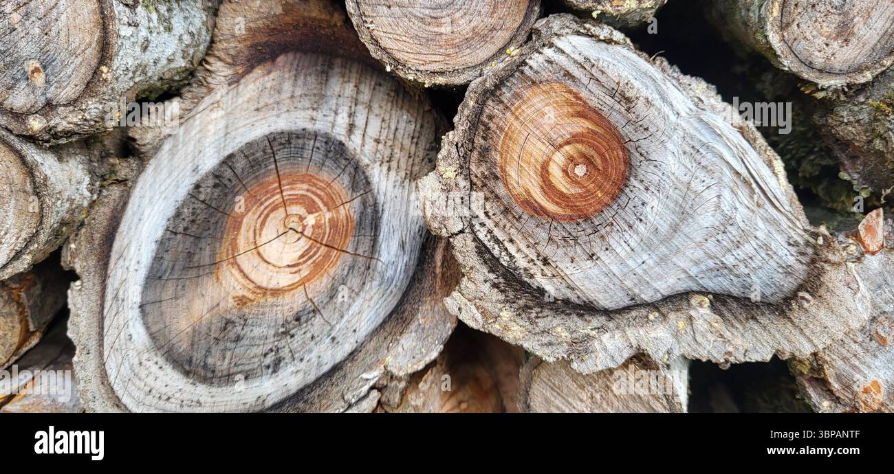 Nahaufnahme von gestapelten alten grauen Stämmen mit markierten braunen Wachstumsringen in der Mitte von zwei Stämmen Stockfoto