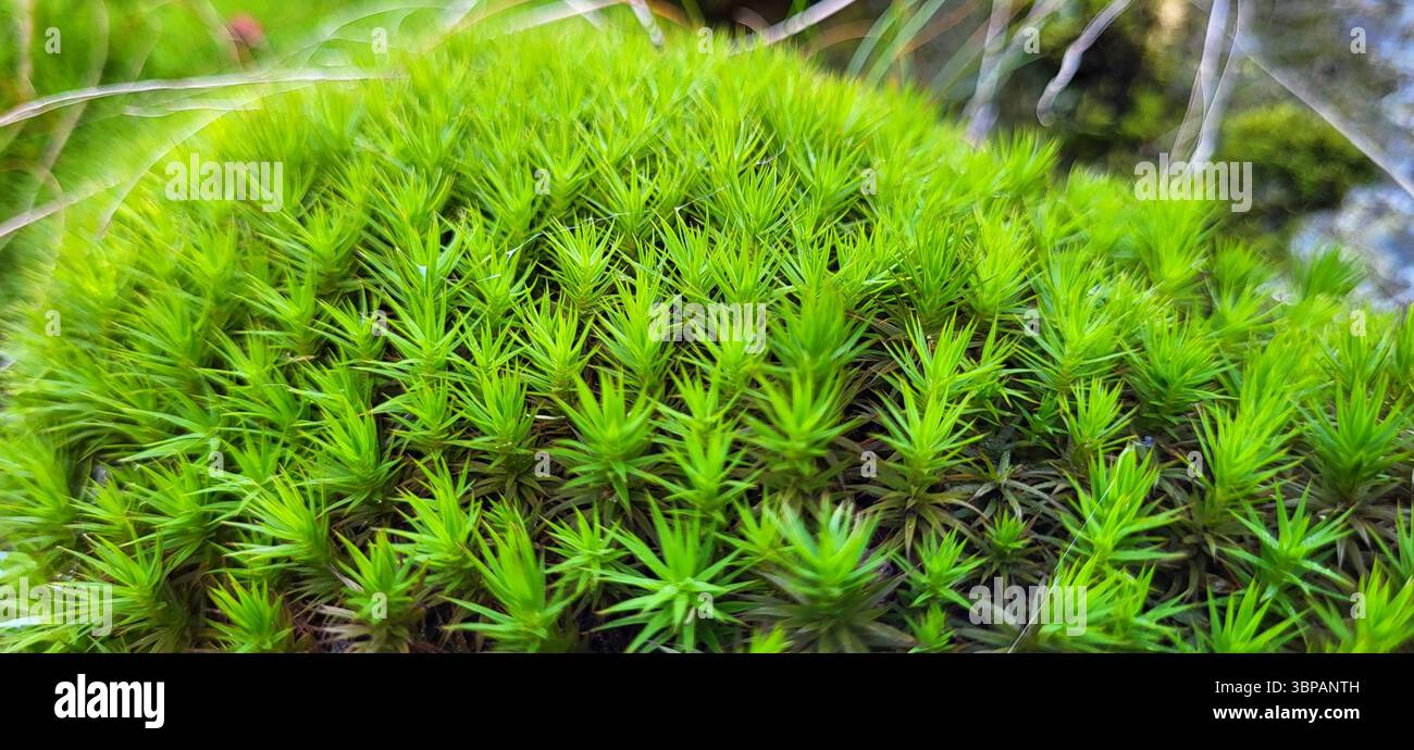 Sternmoos aus nächster Nähe in hellem Hellgrün im Wald Stockfoto