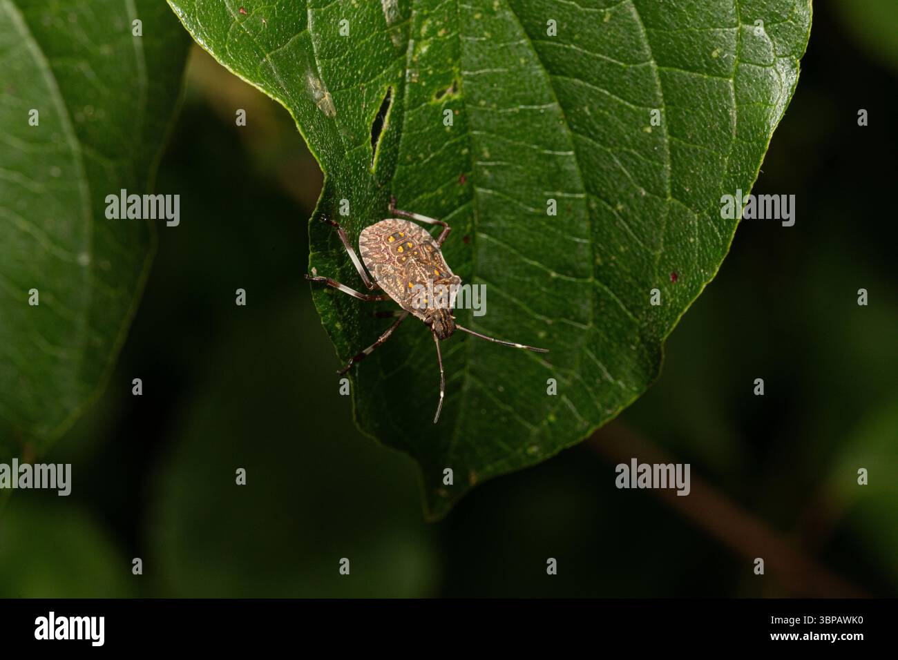 Der melierte Schildkäfer, Rhaphigaster nebulosa, steht auf einem hellgrünen Blatt in der Natur Stockfoto