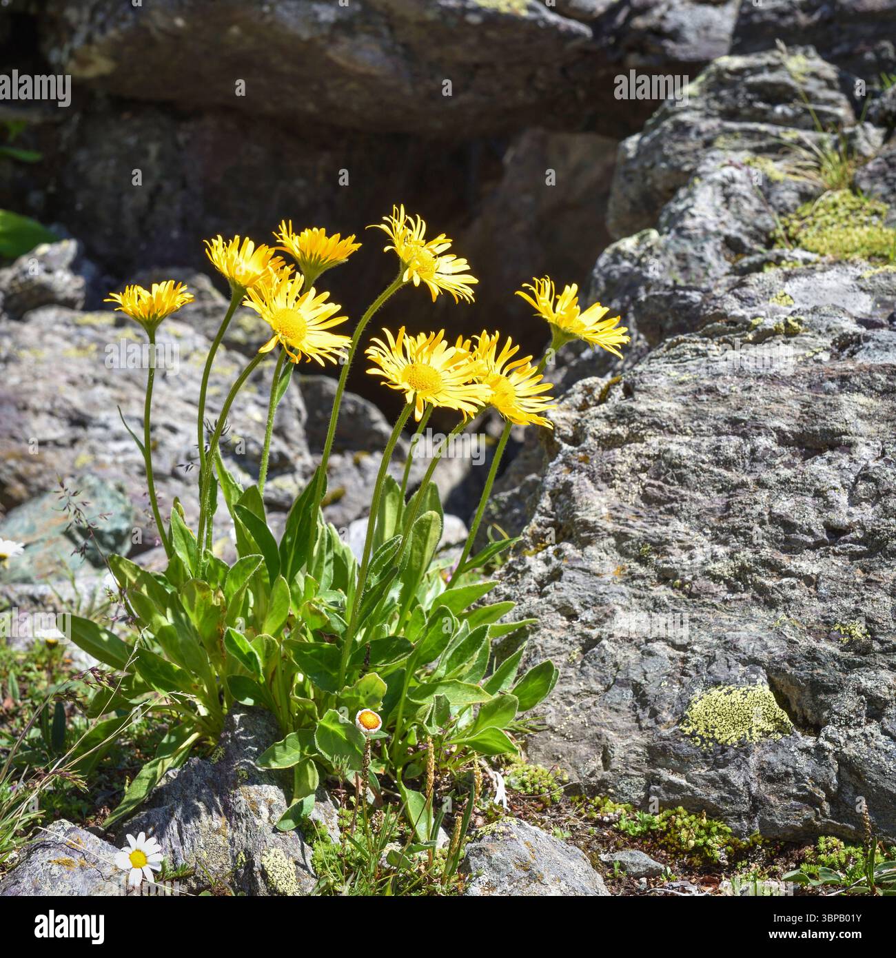 Schöne gelbe Blüten von Doronicum clusii an den alpinen Hängen im Sonnenlicht Stockfoto