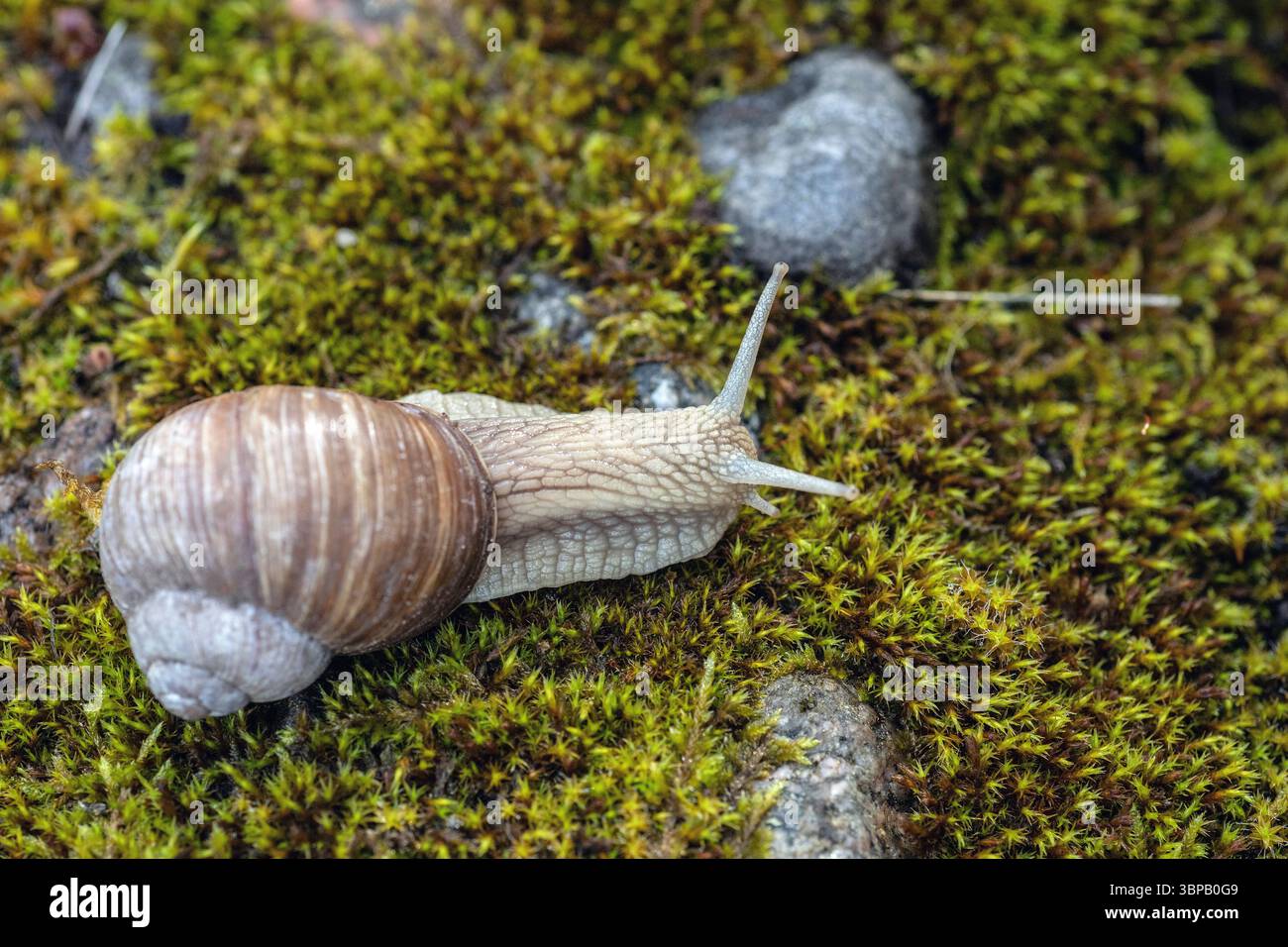 Eine Schnecke (Helix pomatia) weidet auf grünem Moos (bekannt als römische Schnecke, Burgunderschnecke, essbare Schnecke oder Eskargot). Stockfoto