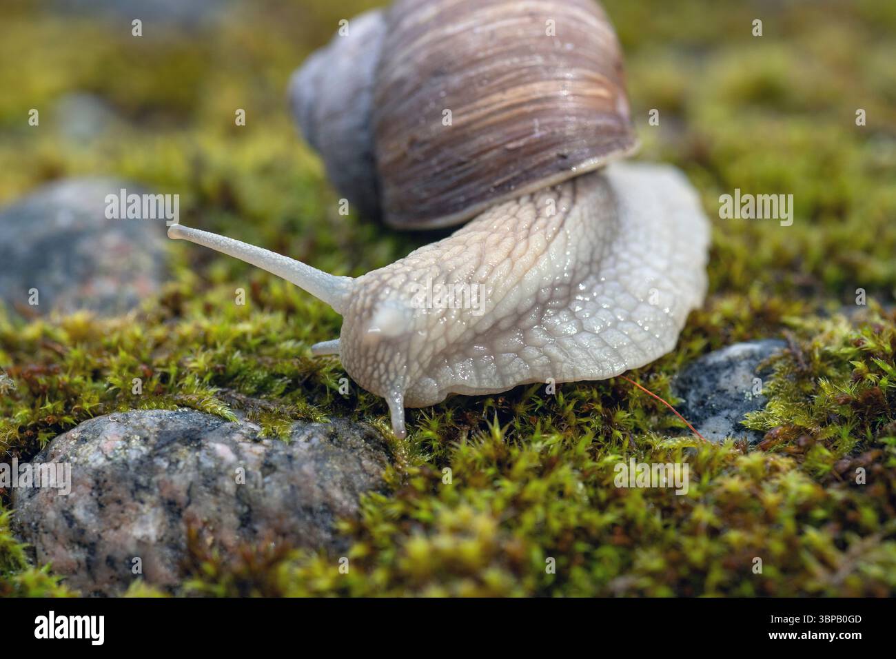 Eine Schnecke (Helix pomatia) weidet auf grünem Moos (bekannt als römische Schnecke, Burgunderschnecke, essbare Schnecke oder Eskargot). Stockfoto