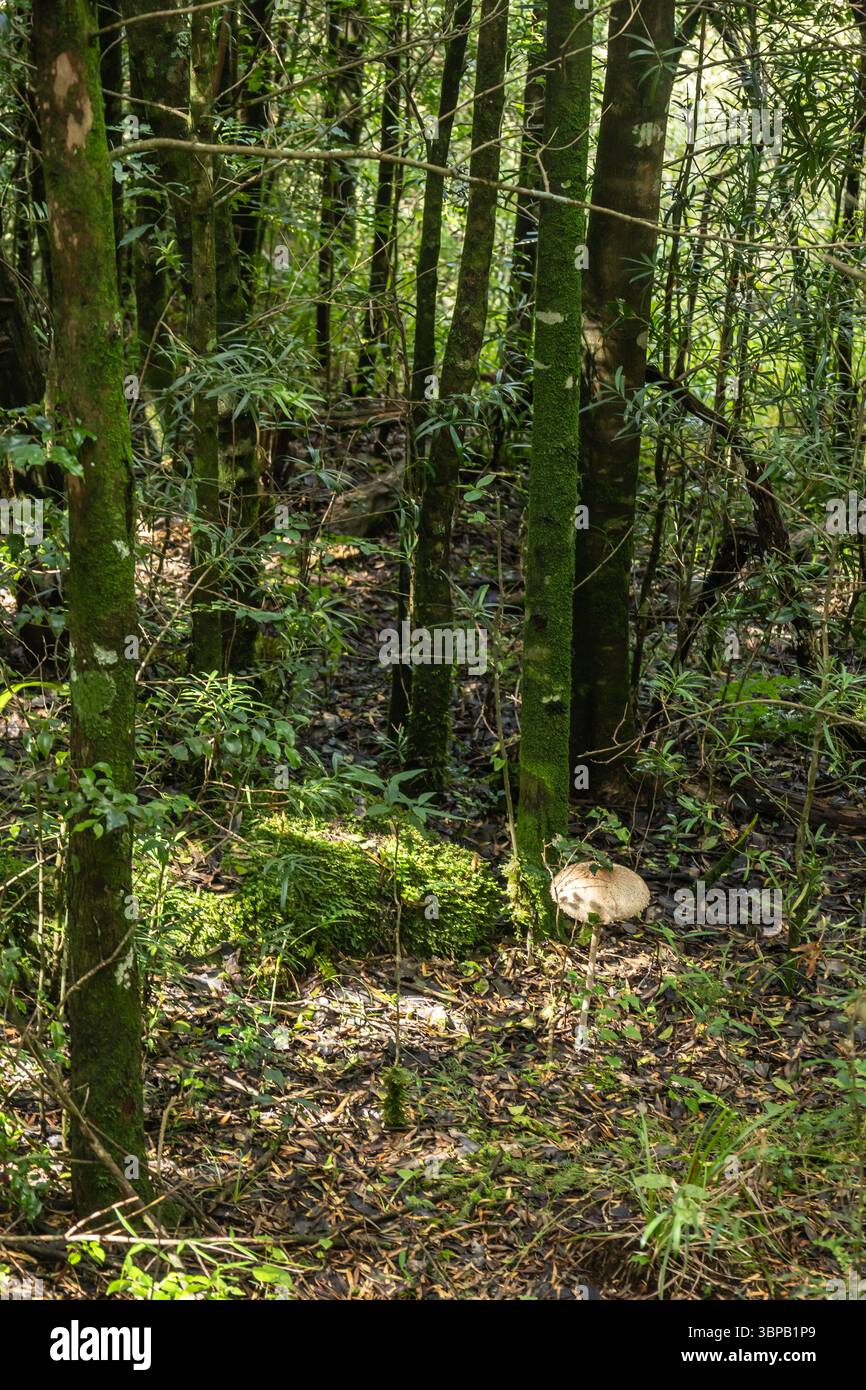 Blick hinunter auf den Waldboden, gespickt von gefallenen Blättern und einem außergewöhnlich großen Krötenhocker in einem der Afromontanwälder des Drakensbergs Stockfoto